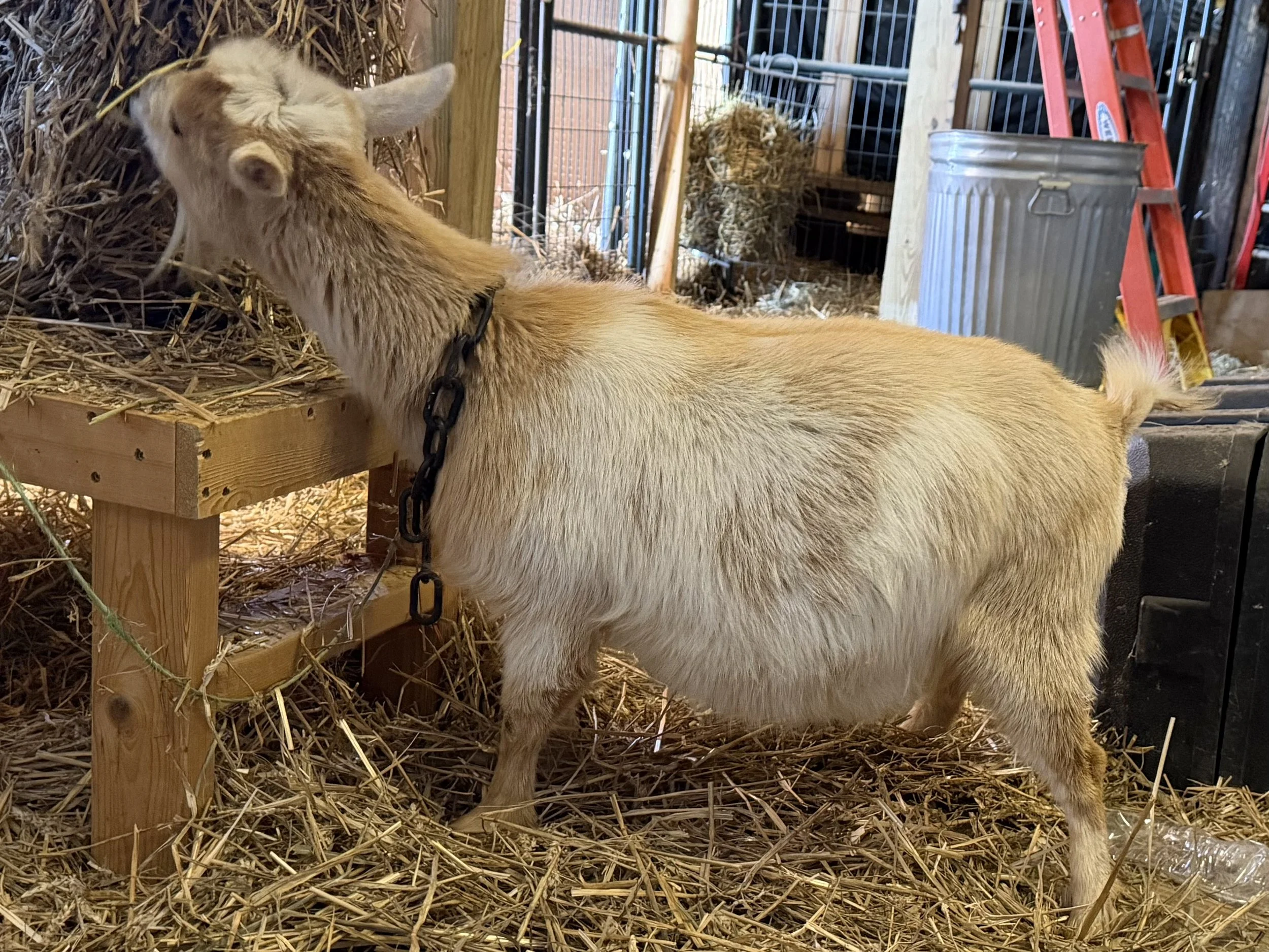 Heavily pregnant as a second freshener