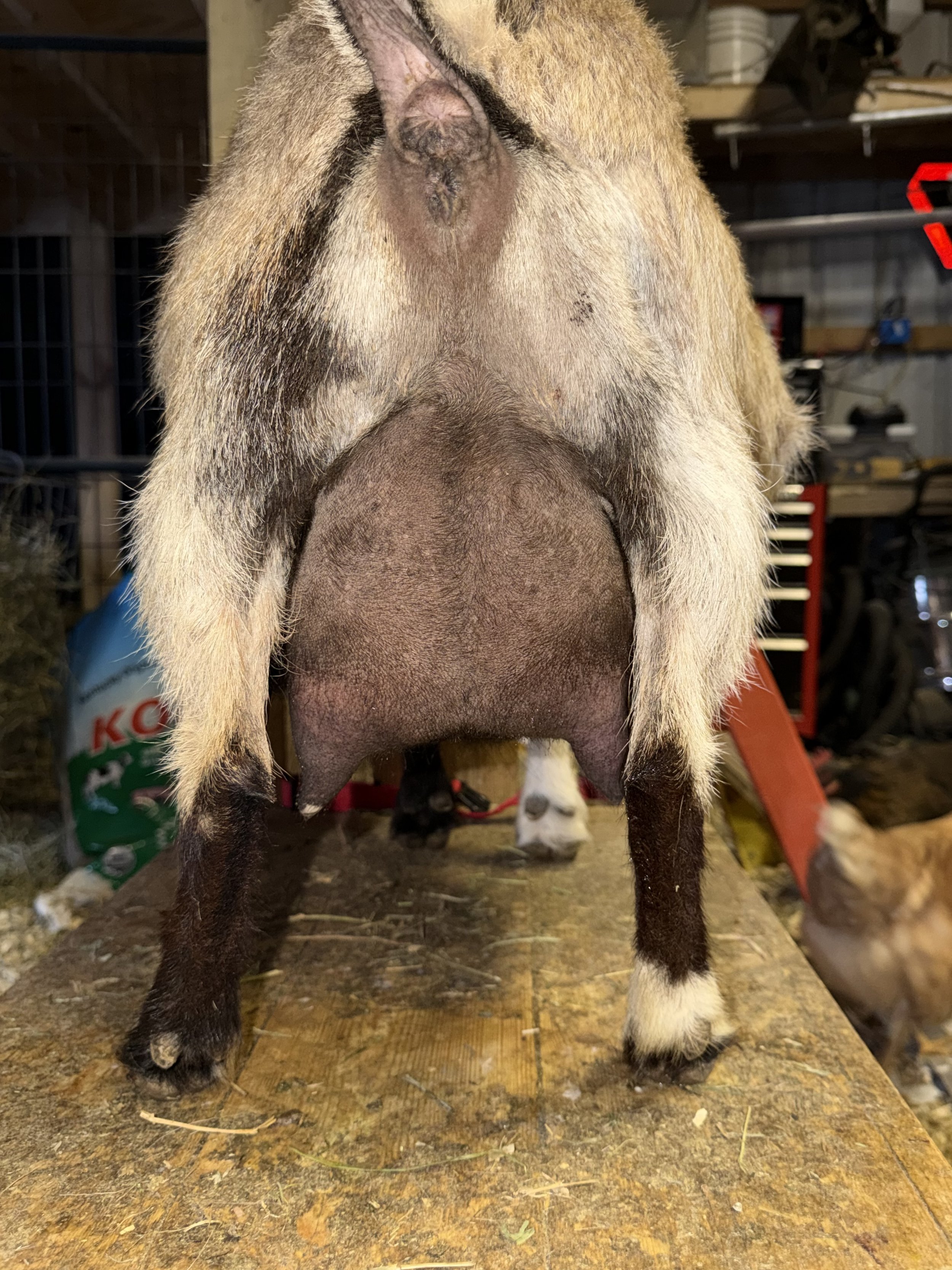 2026 lactation, one month fresh. A bit uneven due to raising a single buck kid