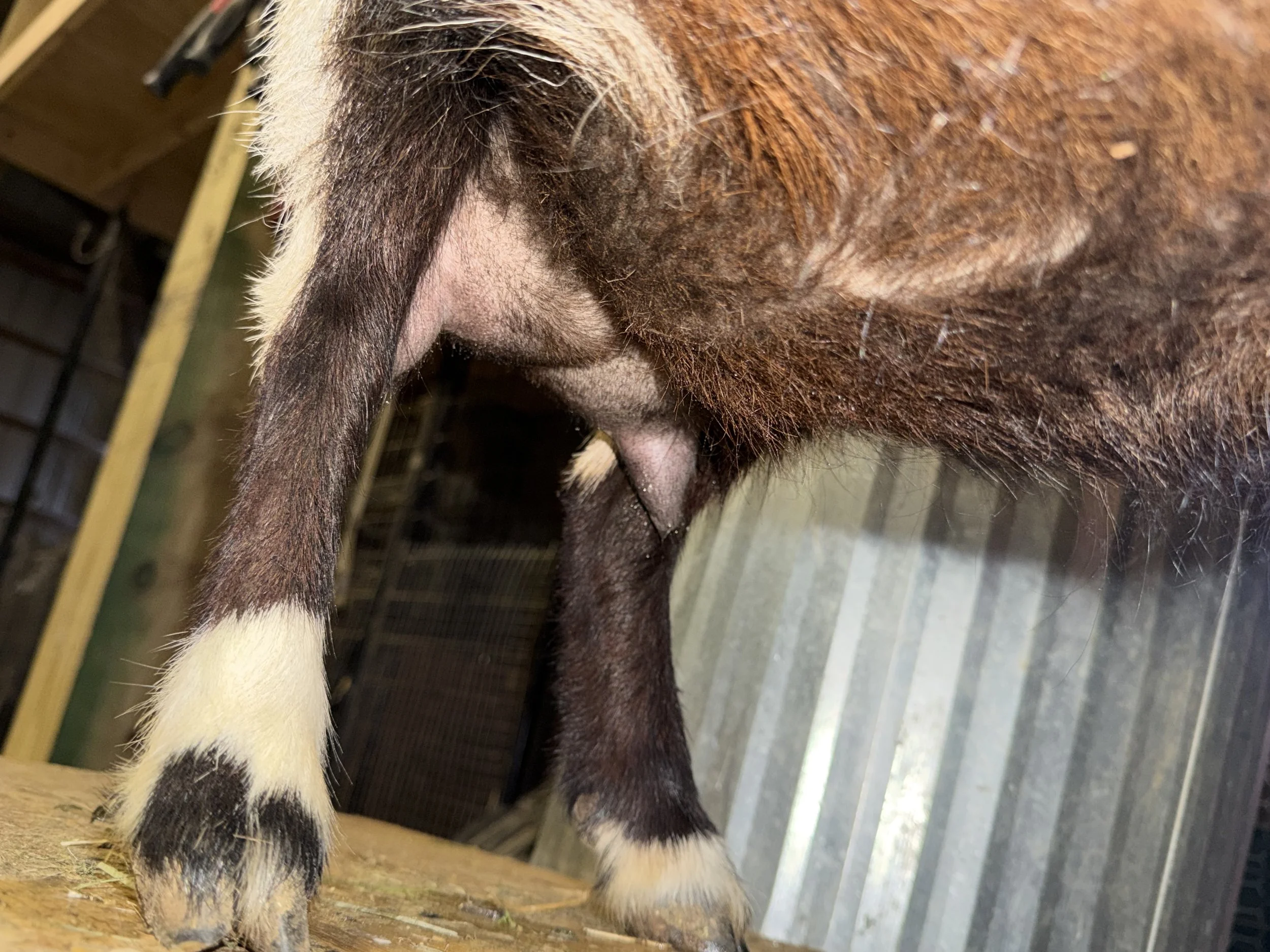 2026 lactation, one month fresh