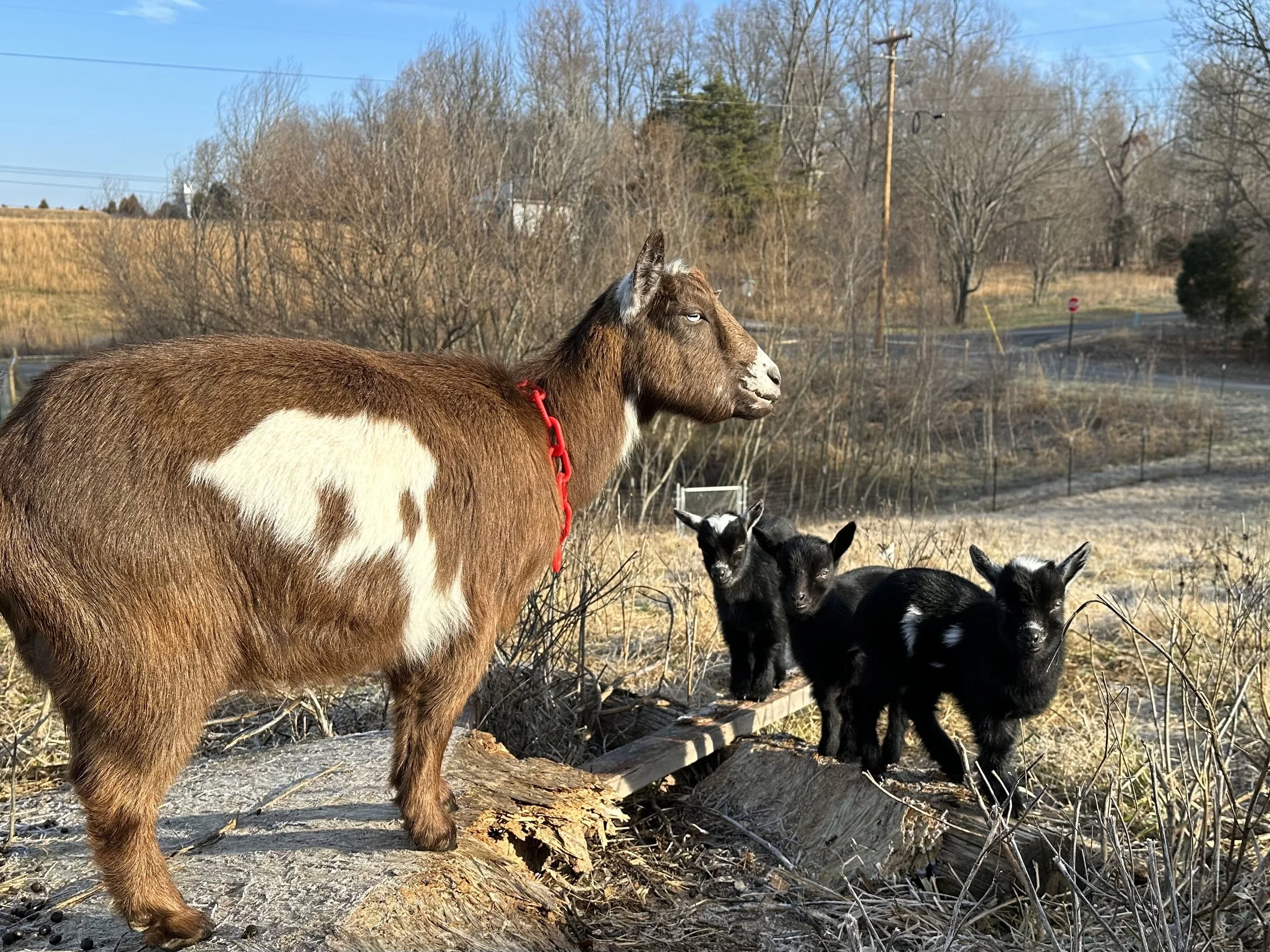 Dream and her 2023 triplets, retained doeling at the front