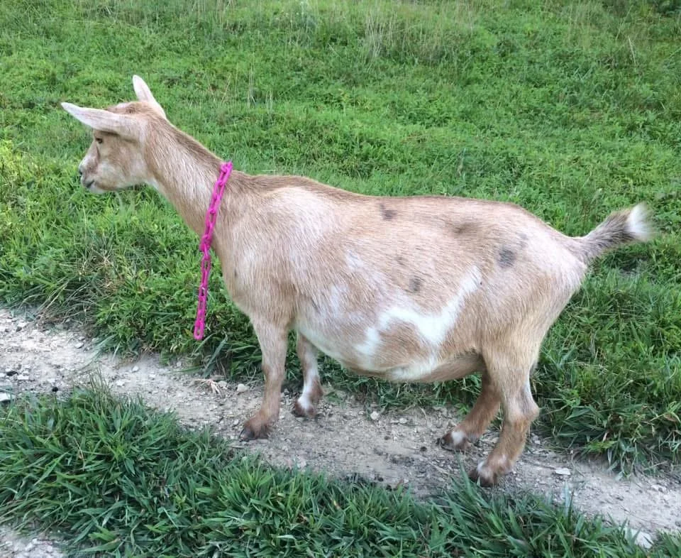 Dam - RHV AM CELESTIAL SODA POP;
PC Baker's Bleating Acres