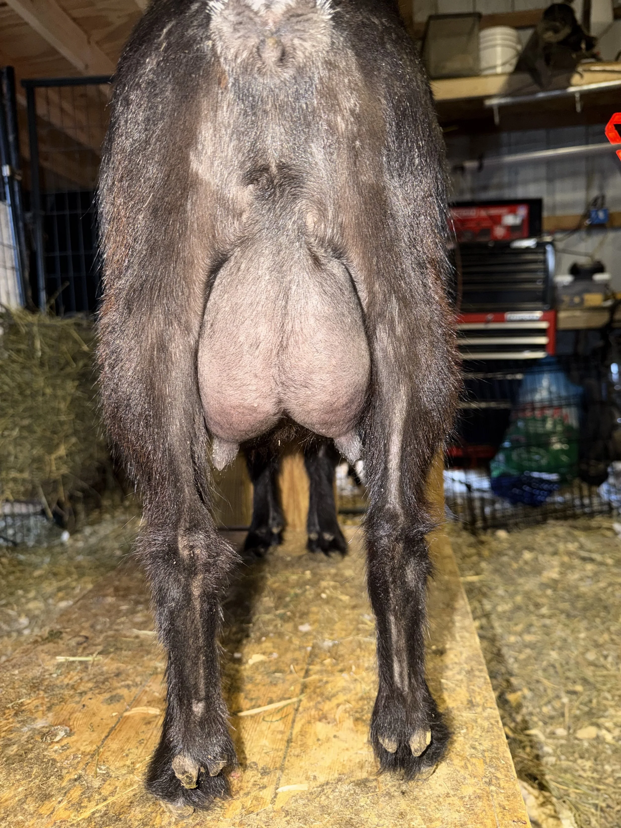 Second freshening, her medial has really popped and her teats have straightened