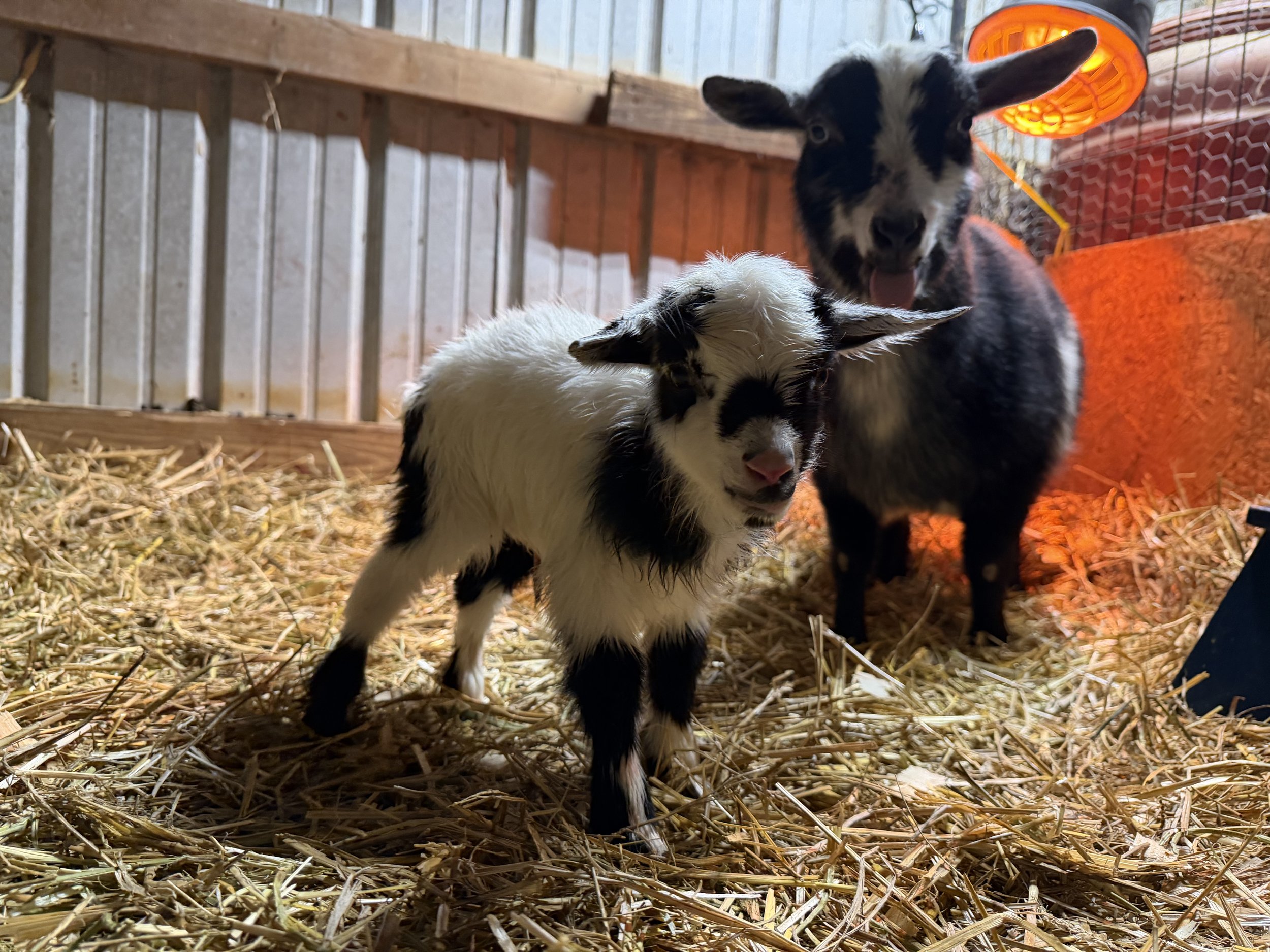 Voodoo with her single 2026 doeling