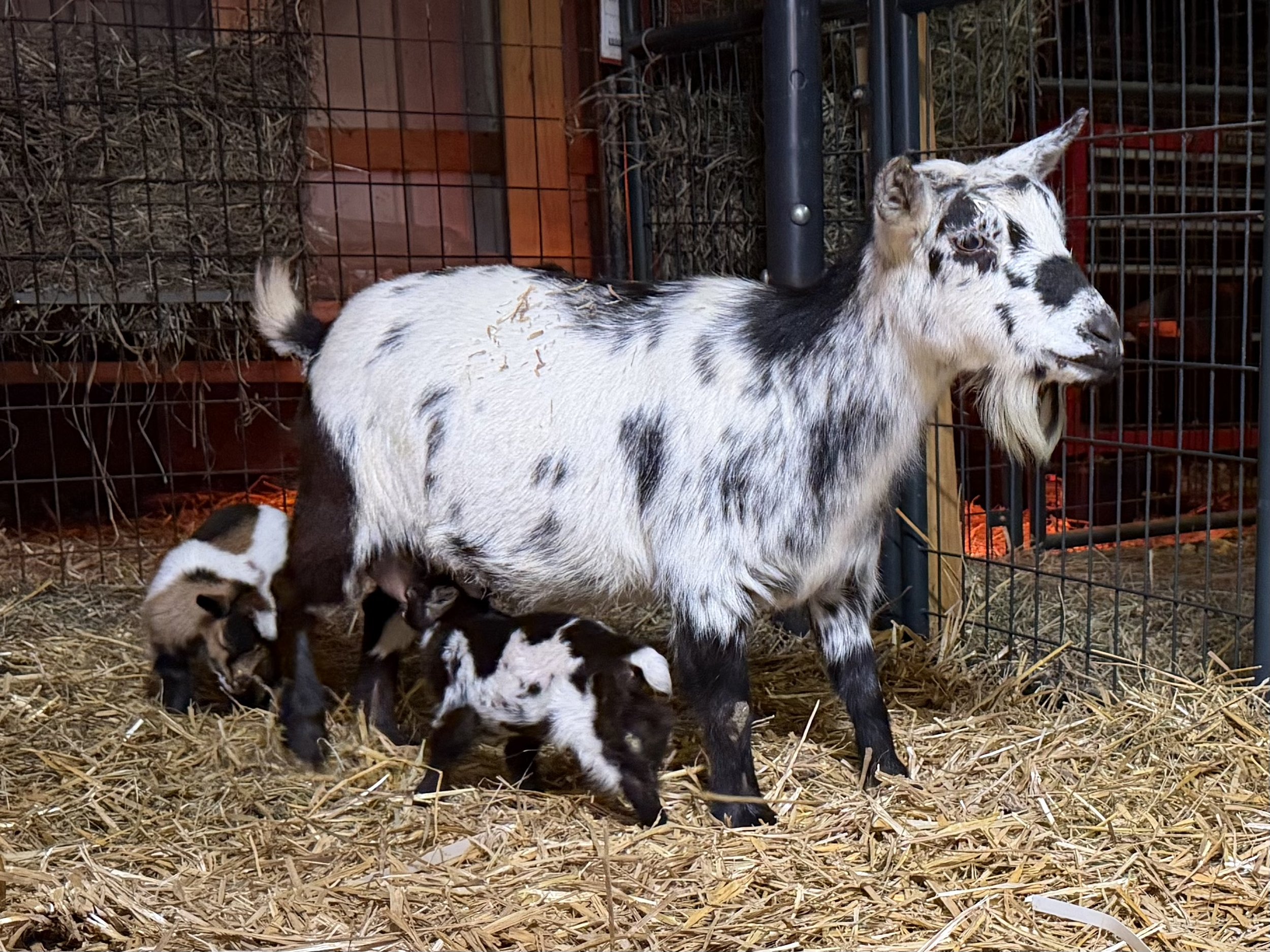 Loretta with her 2026 triplets