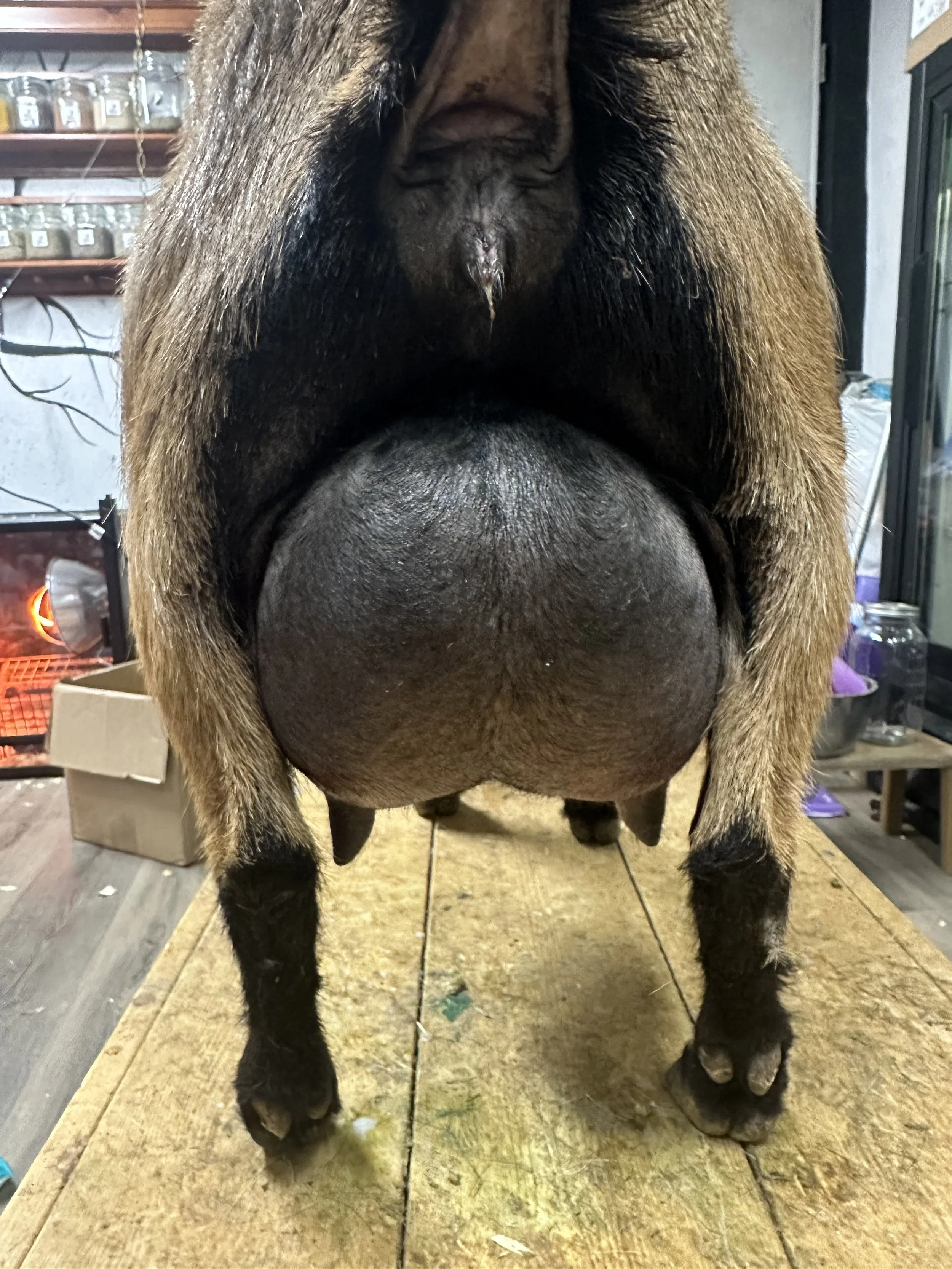 2025 lactation