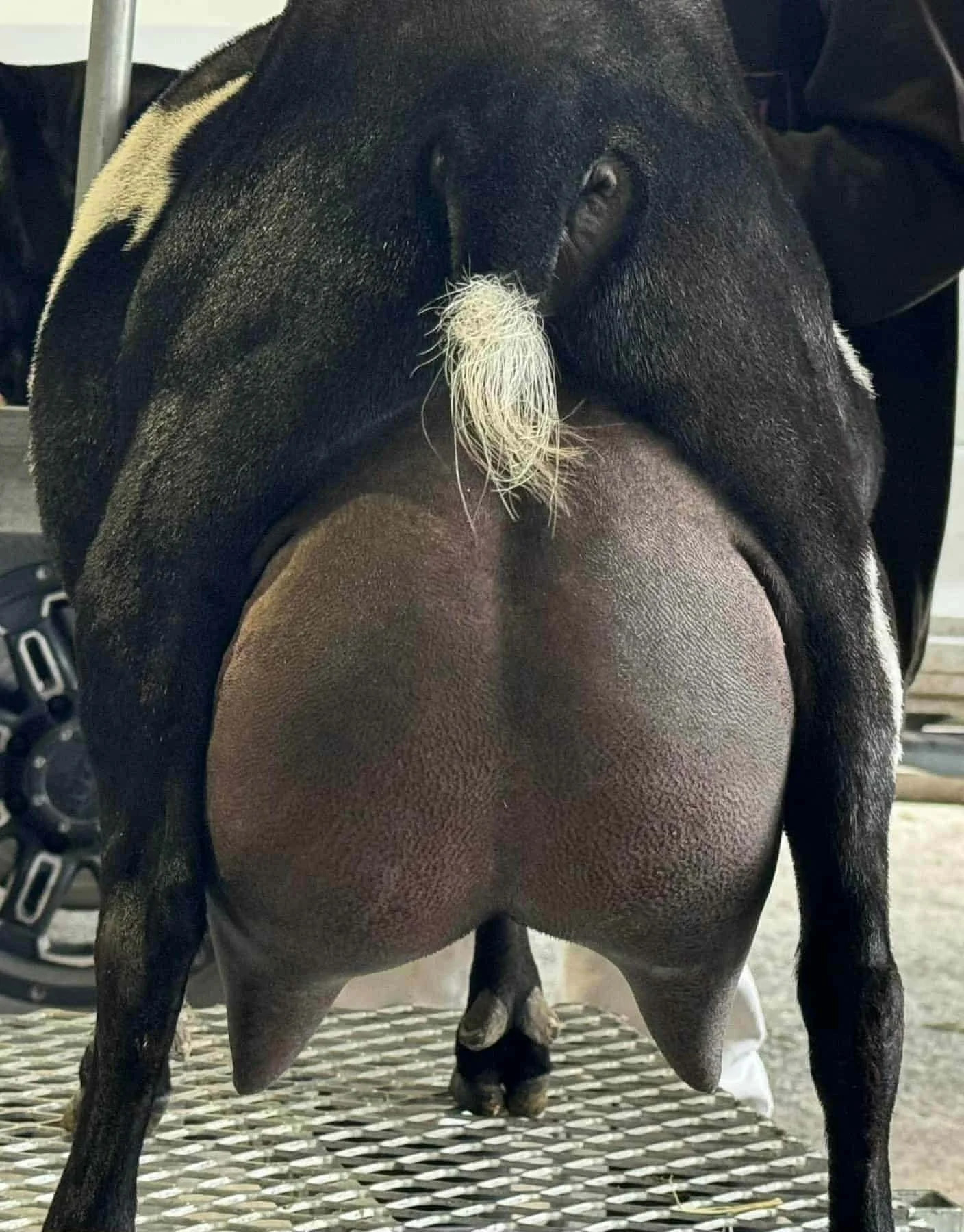 Dam's udder - Quaking Canopy Queso Asadero EEEE91