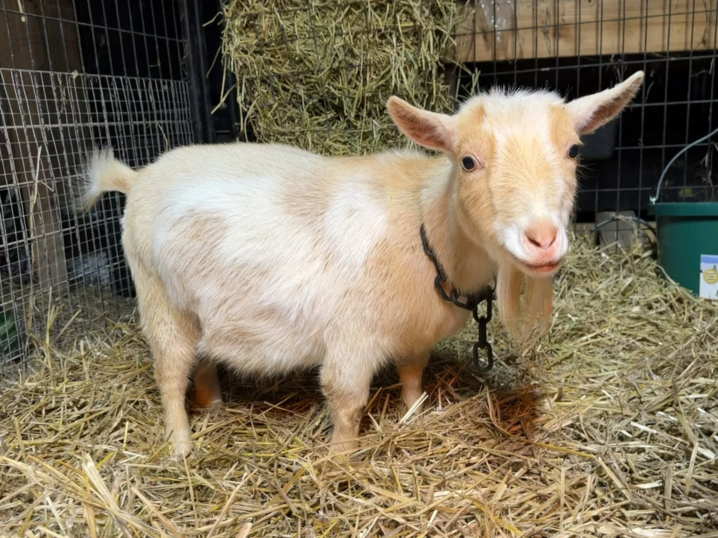 In the kidding pen, it's show time