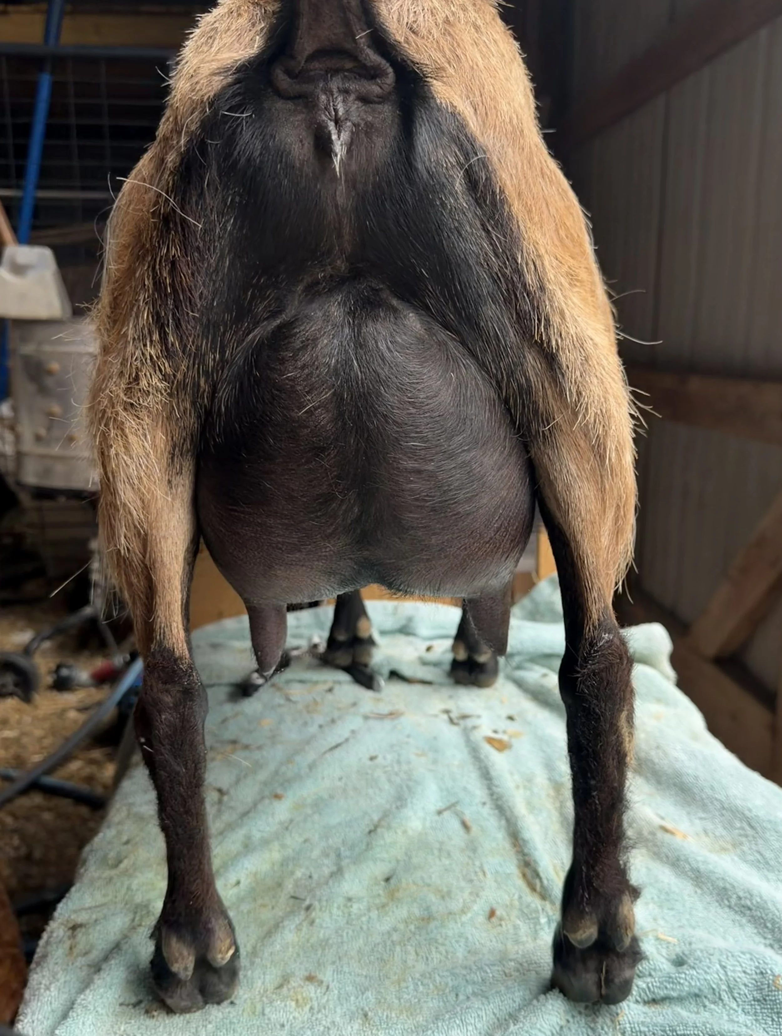 Sire's dam's udder