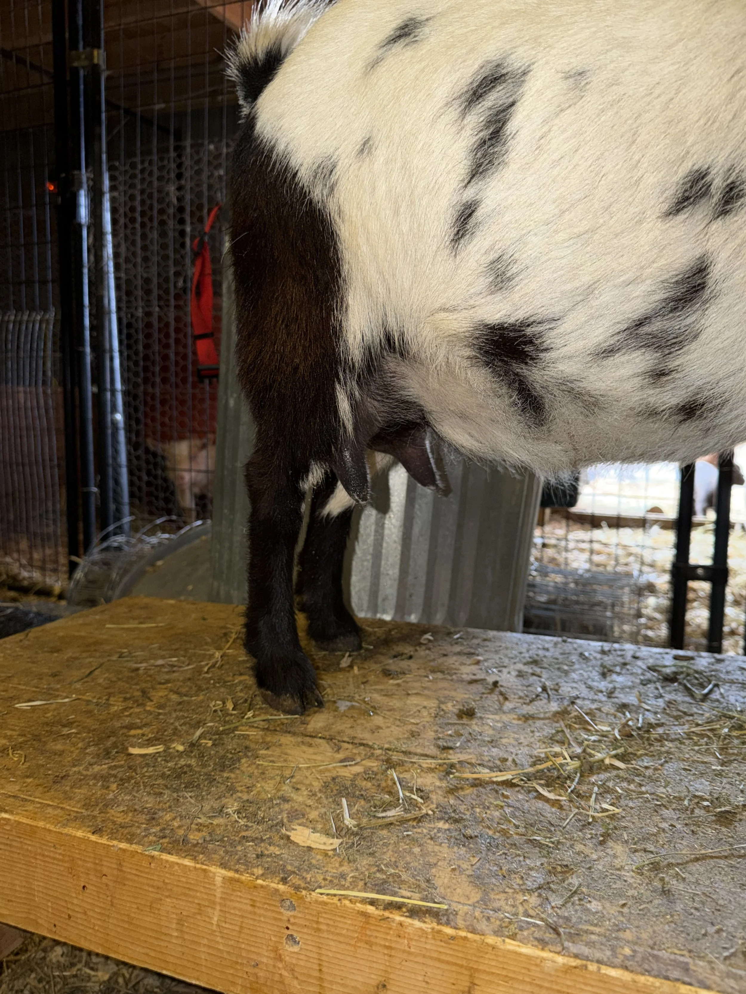 Third freshening, 4 years old