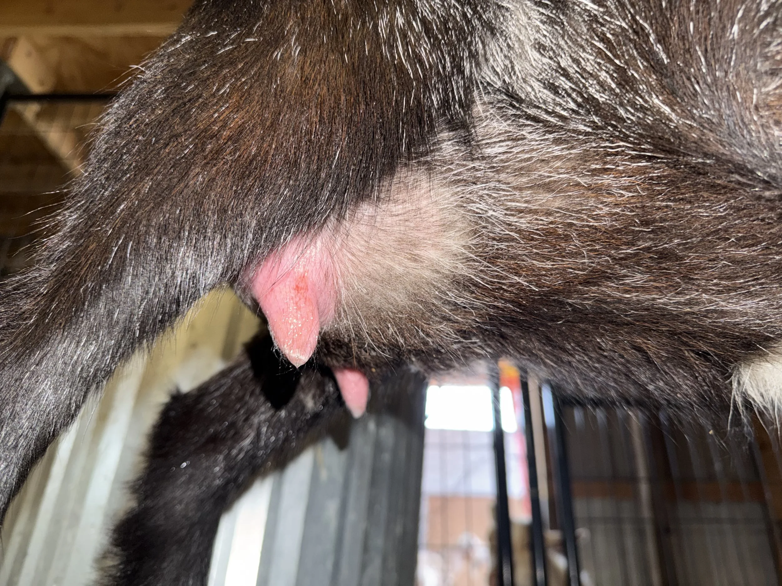 FF udder, one week fresh