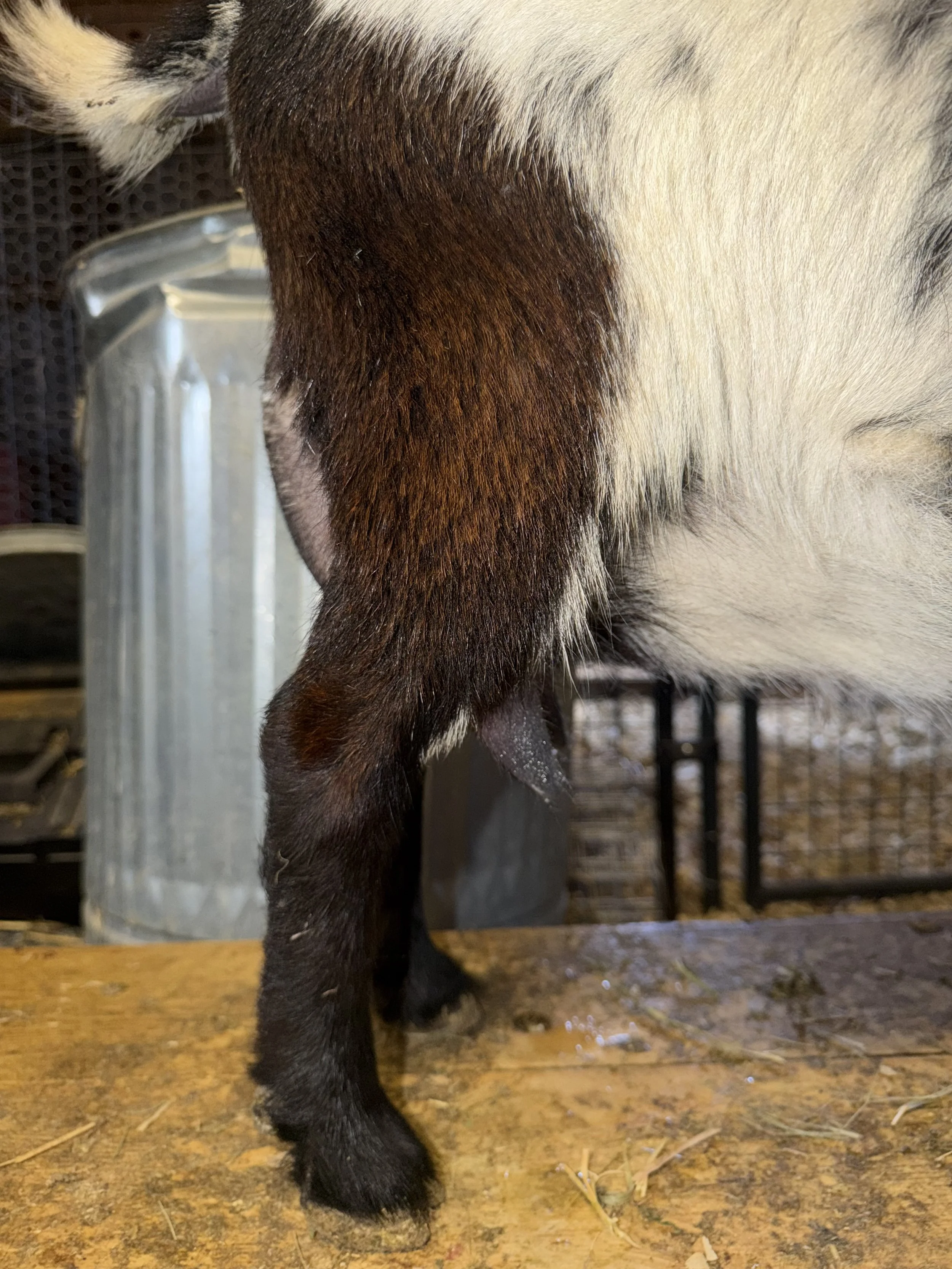 Third freshening, 4 years old