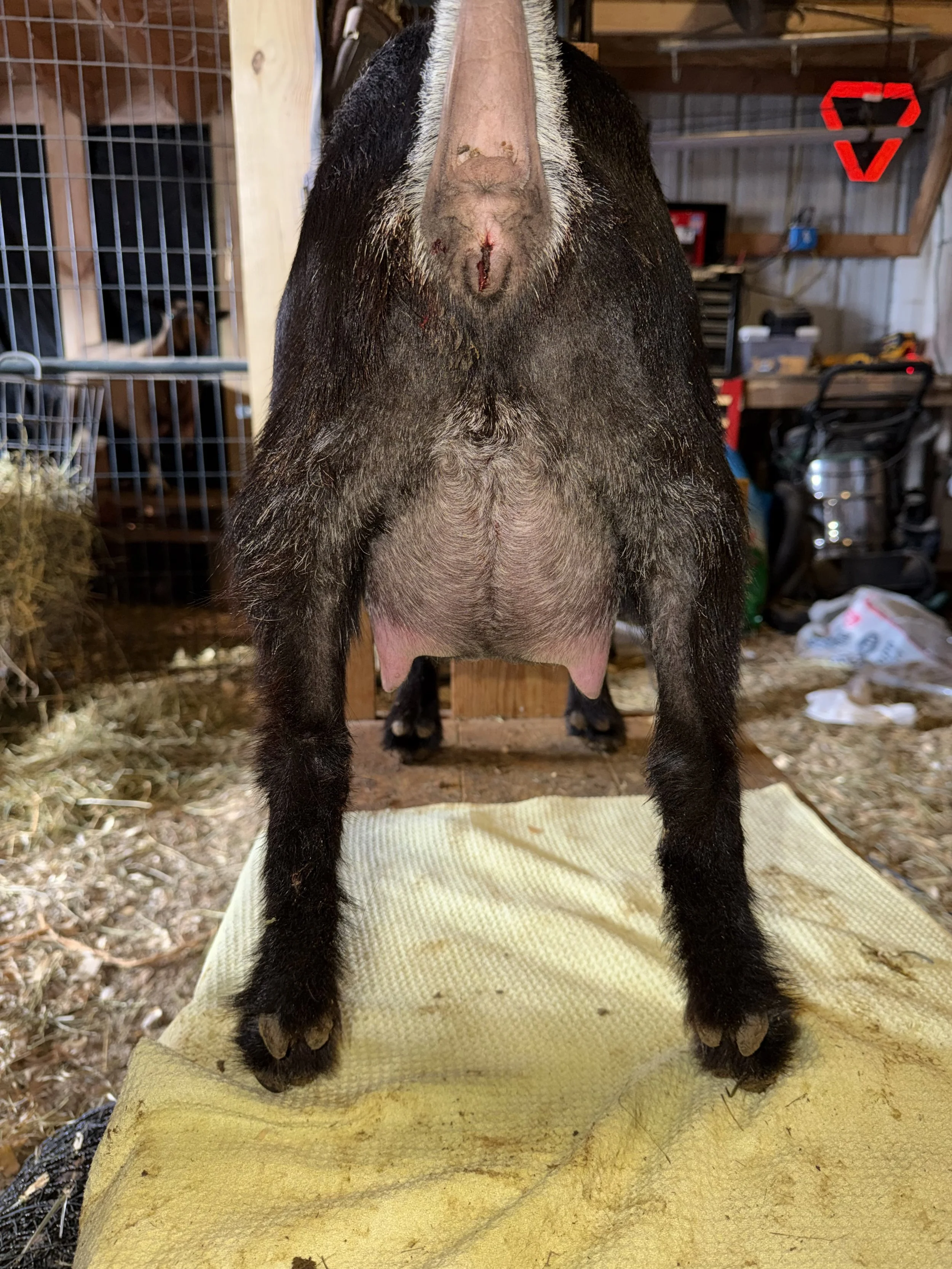 FF udder, one week fresh