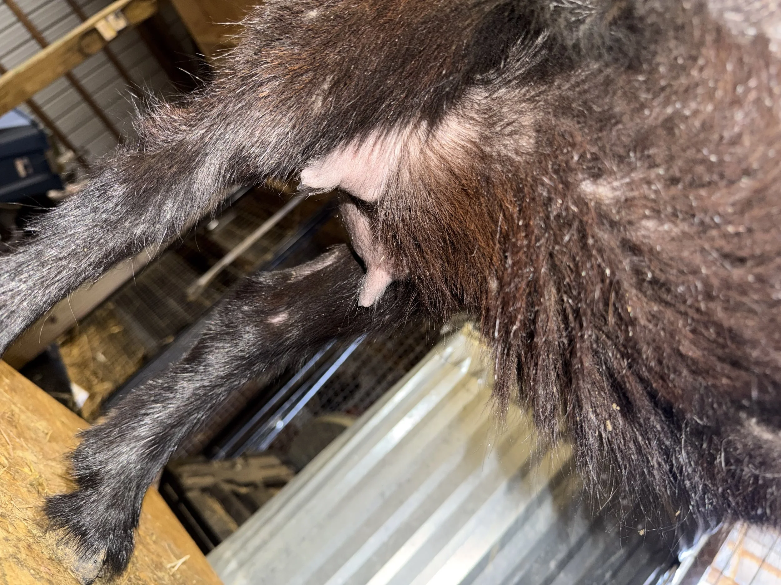 Second freshening, 2 years old