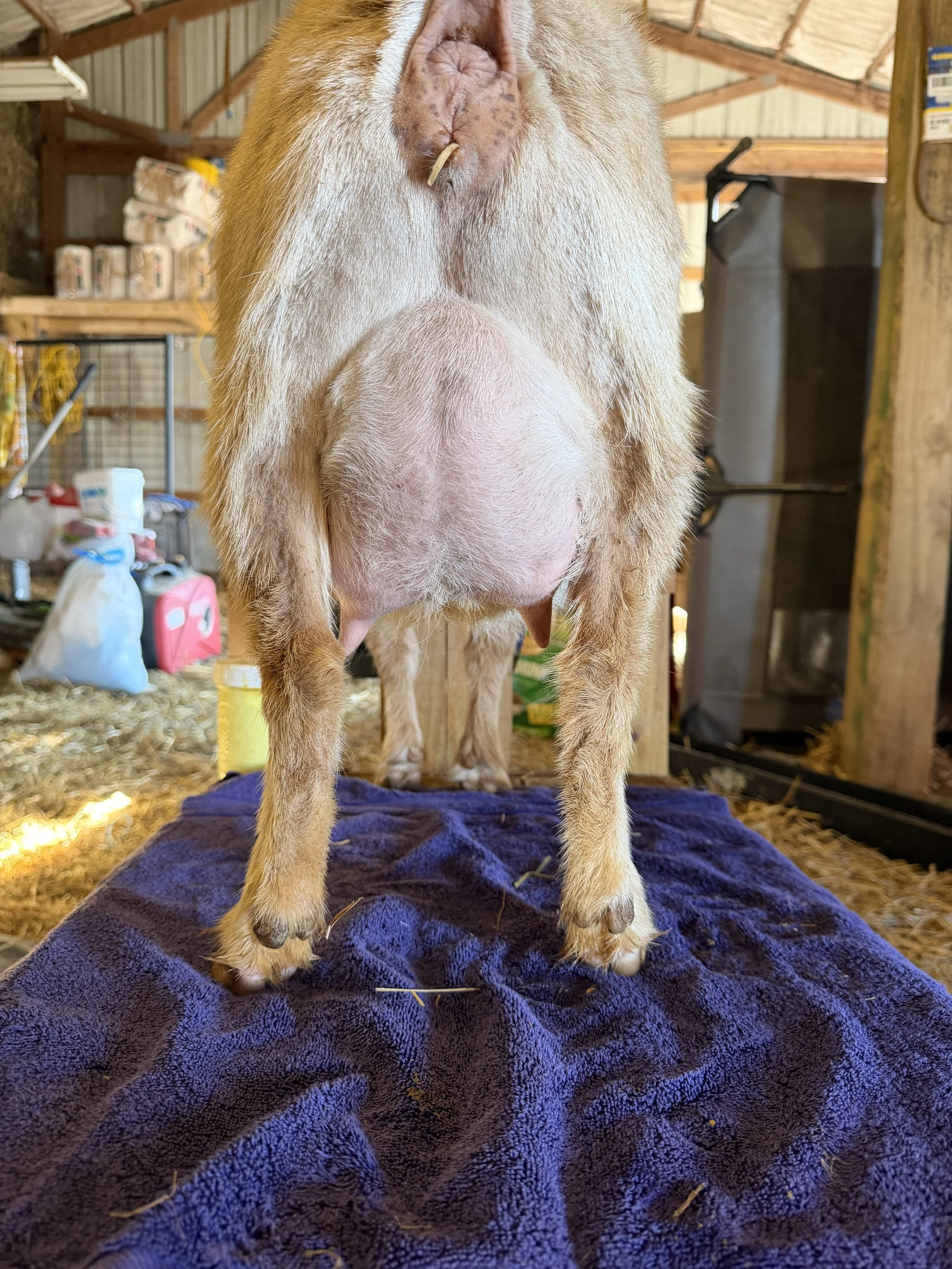 Second freshener udder