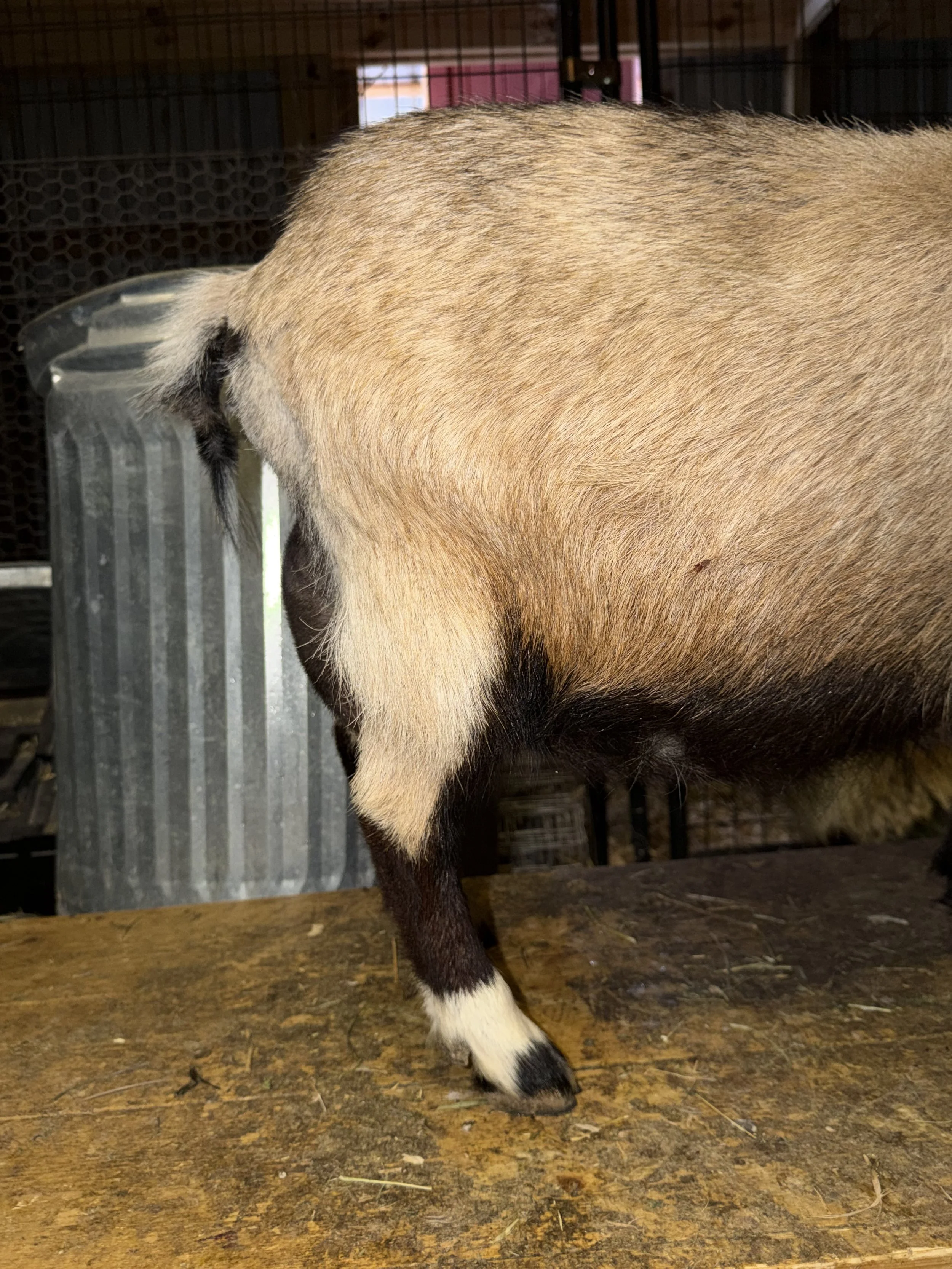 2026 lactation, one month fresh