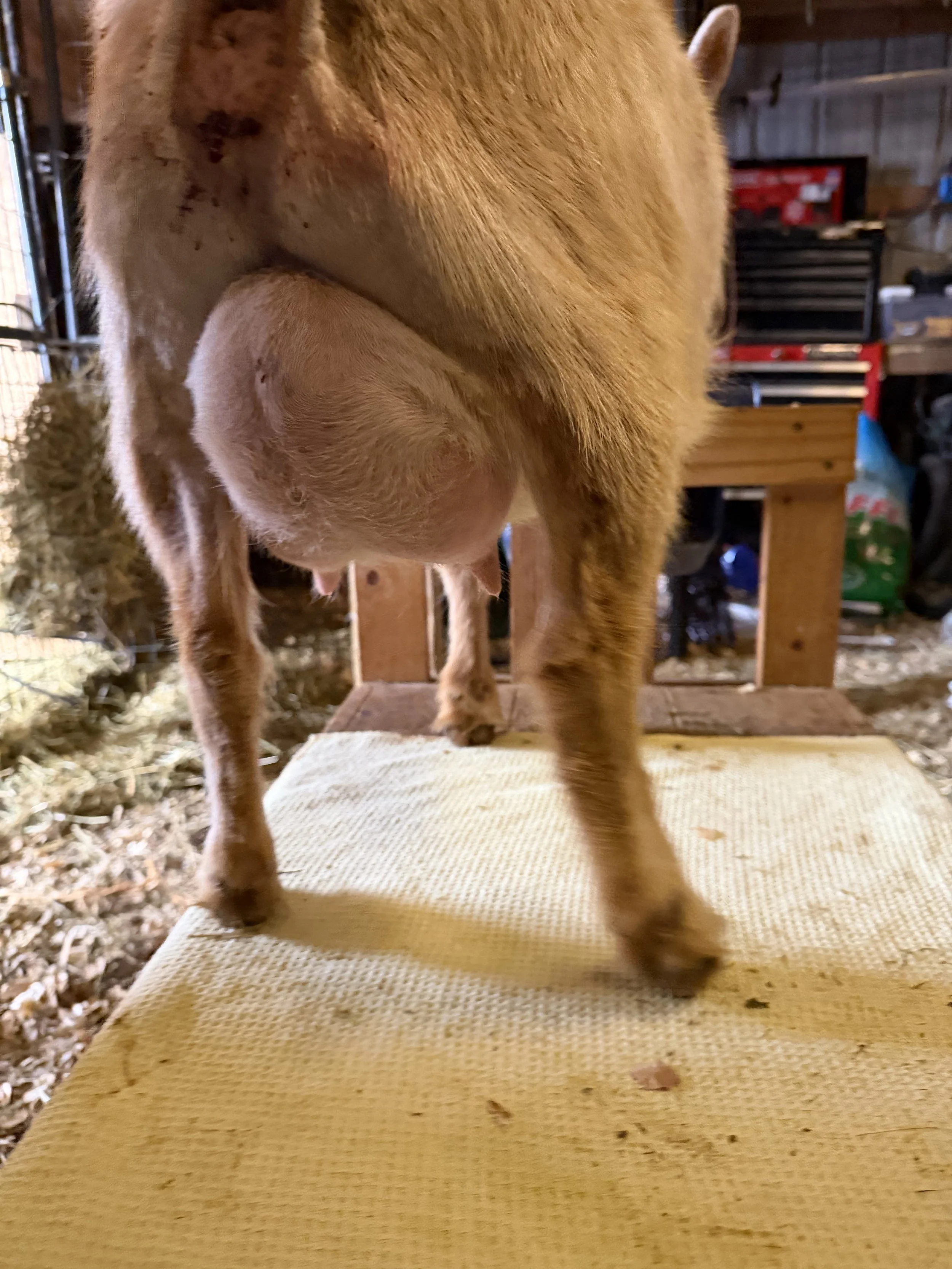 Second freshener udder. A dream to hand milk