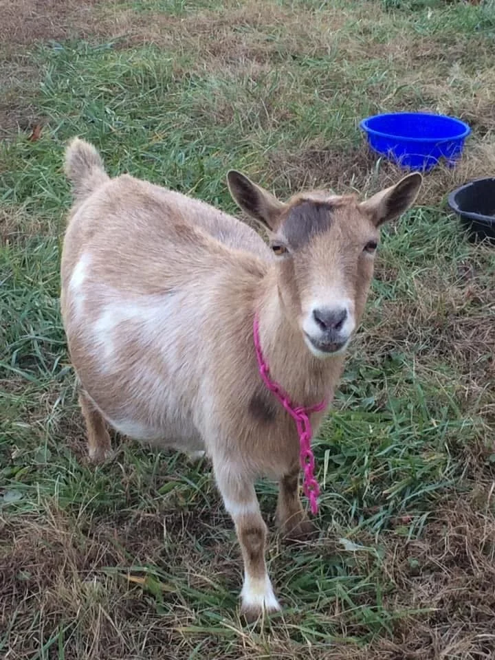 Dam - RHV AM CELESTIAL SODA POP;
PC Baker's Bleating Acres