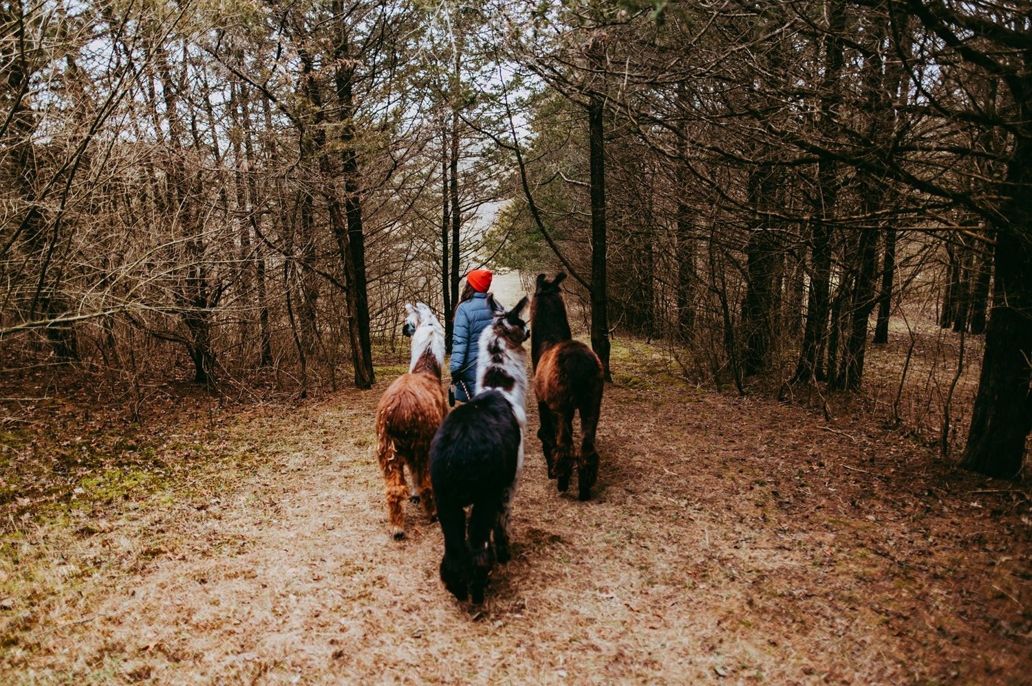 Lhama Riding Hike with Llamas — Prairie Patch Farm