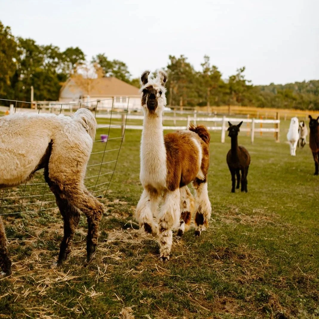 Chelsea-Kyaw-PhotoPrairie-Patch-Farm063.jpg
