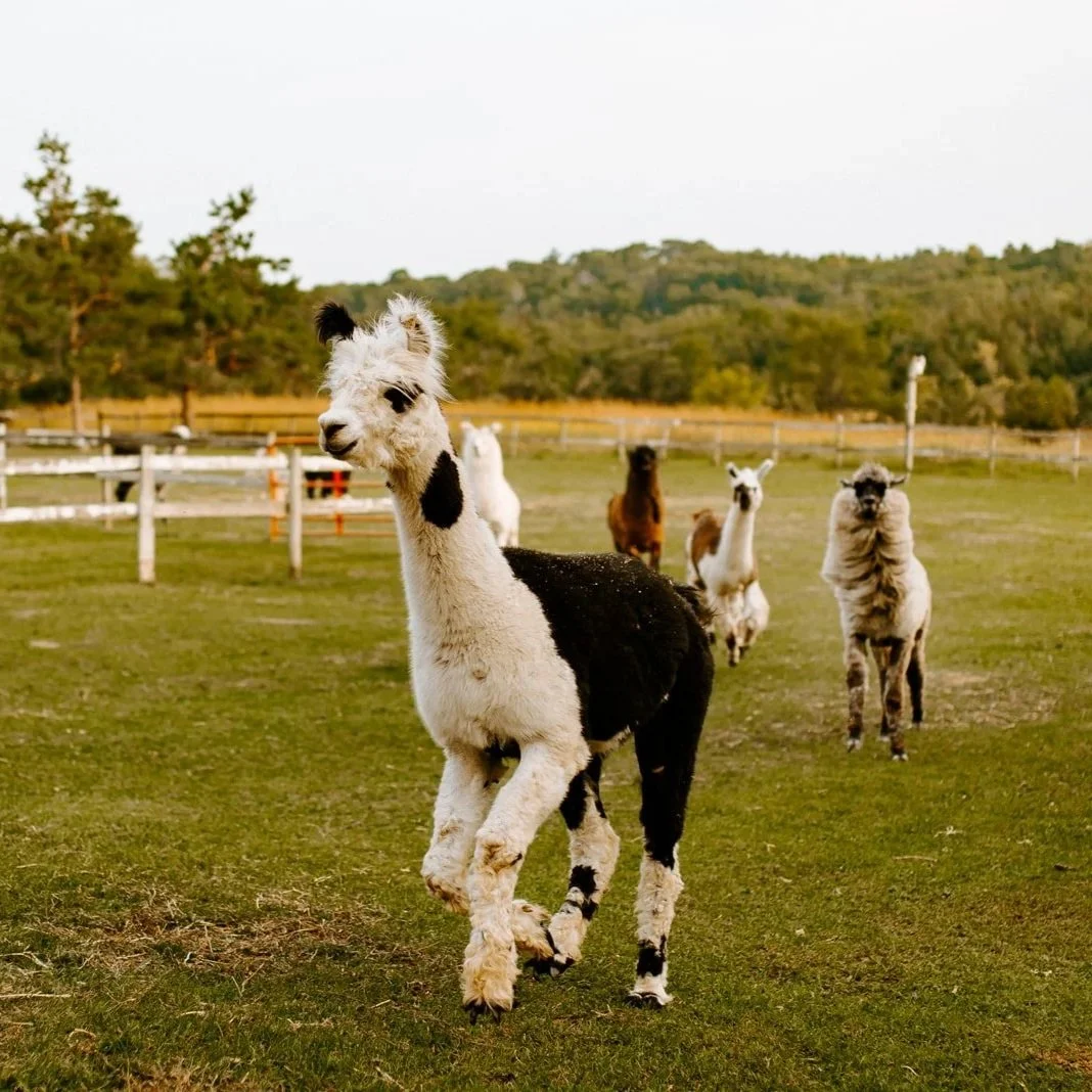Chelsea-Kyaw-PhotoPrairie-Patch-Farm061.jpg