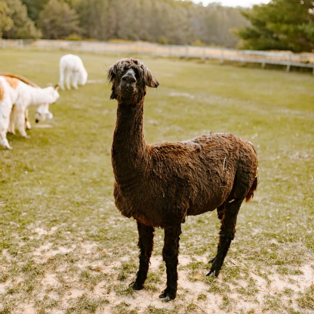 Chelsea-Kyaw-PhotoPrairie-Patch-Farm013.jpg