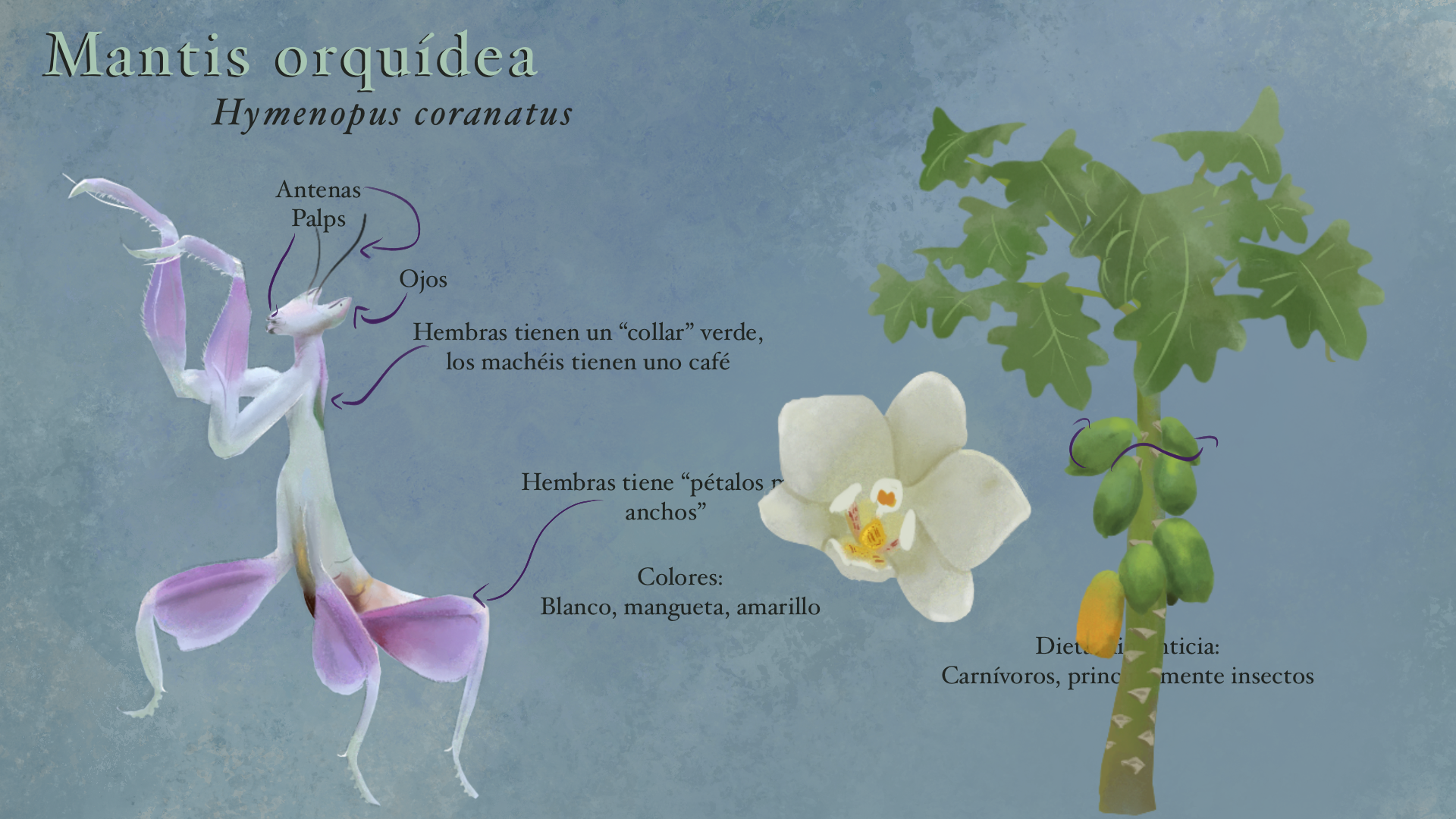 Orchid_mantis_.PNG