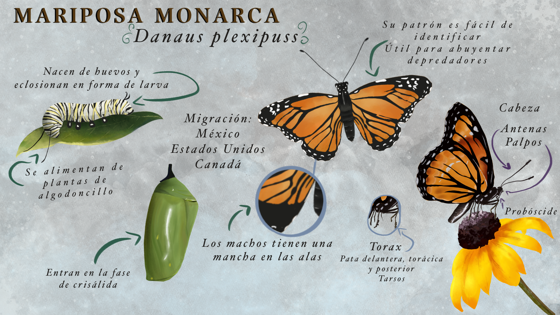 Mariposa_Monarca_-_Mariana_Márquez.PNG