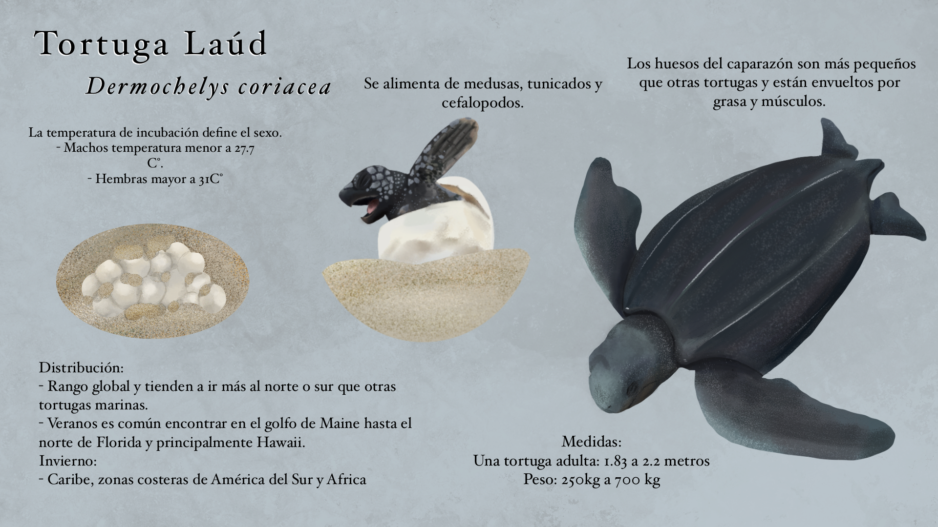 Inforgrafia_leatherback_turtle.PNG