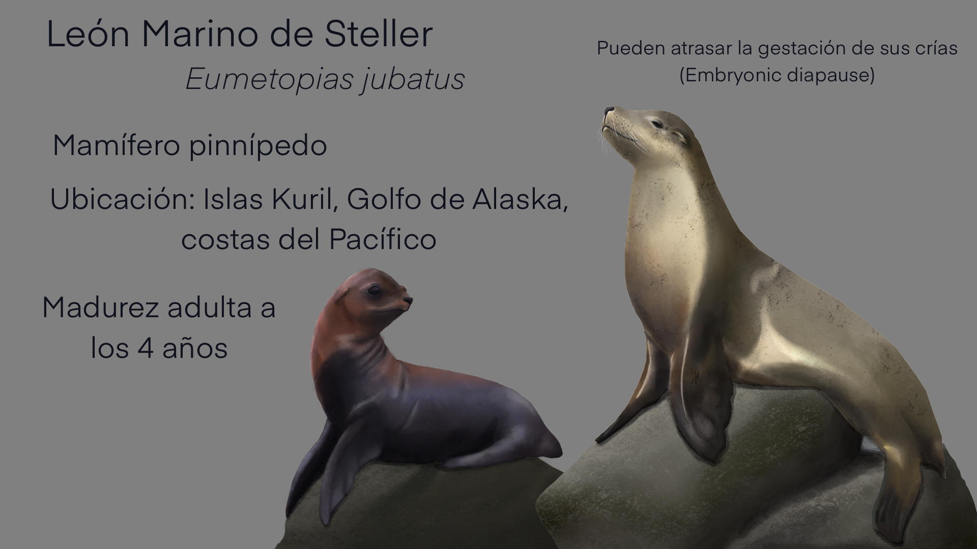 Infografia_Sea_Lion.PNG