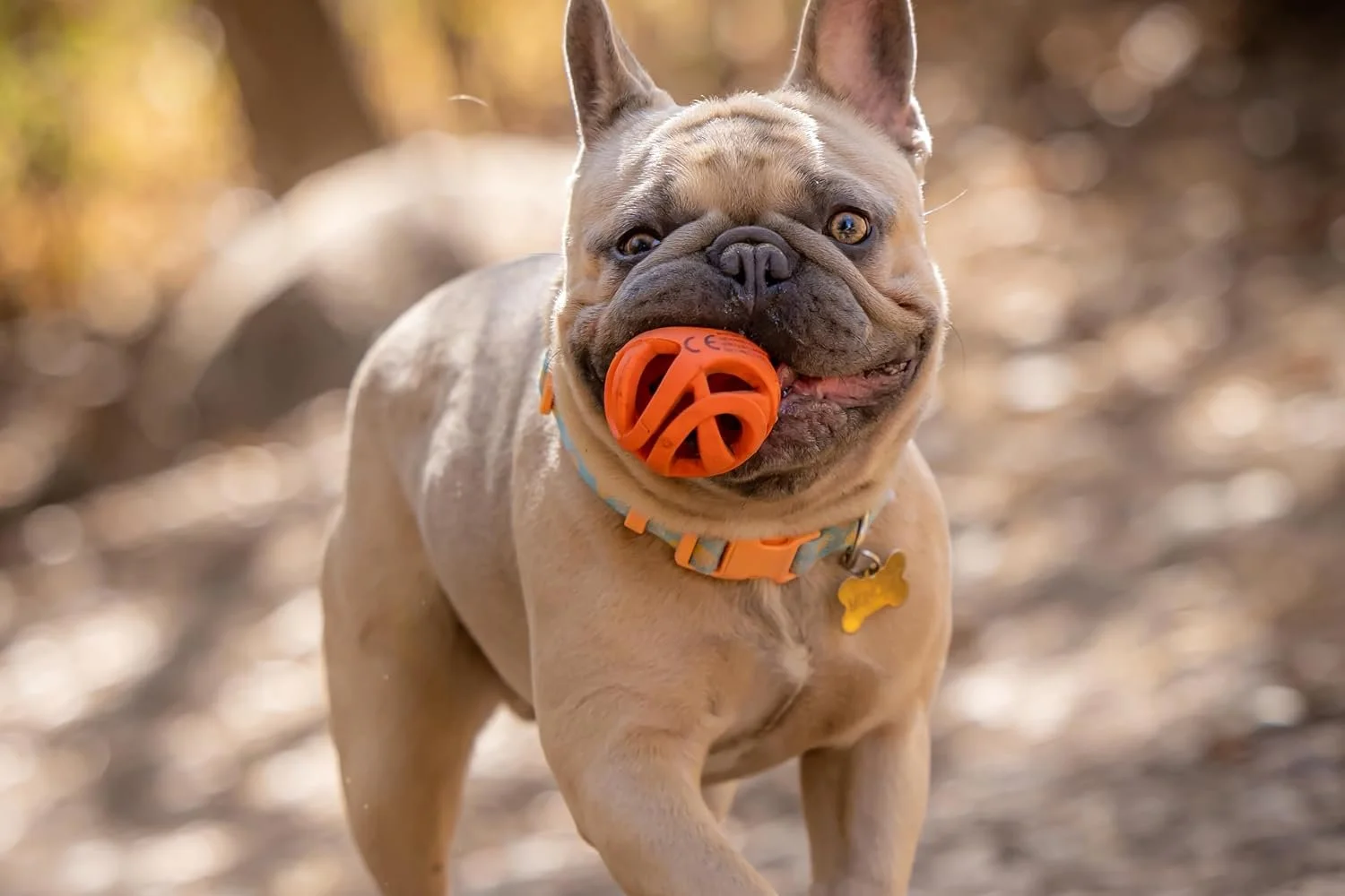 2 pk of Chuckit! Air Fetch Ball Dog Toys on Sale: $3.50 | Retail: $12