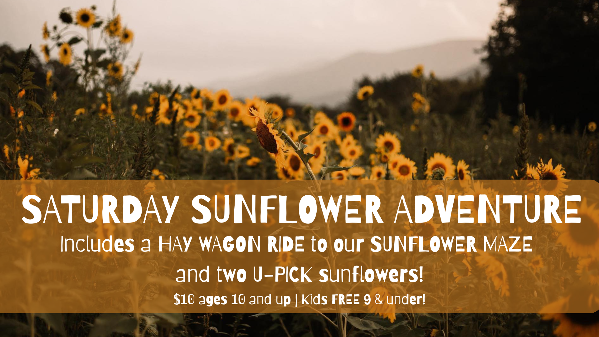 Saturday Sunflower Adventure