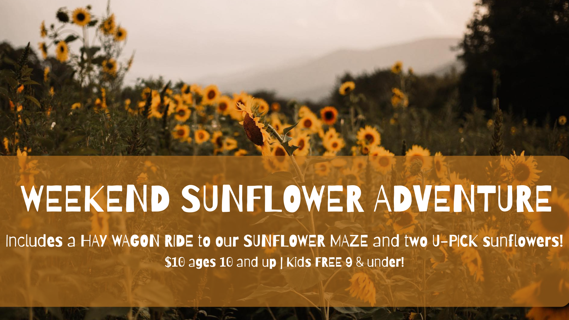 Weekend Sunflower Adventure