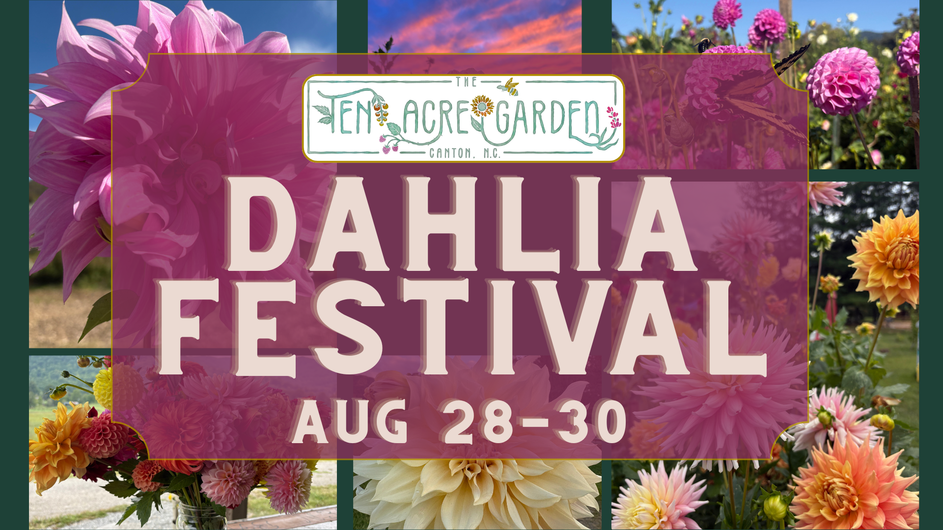 Dahlia Festival: A Midsummer Celebration of Flowers