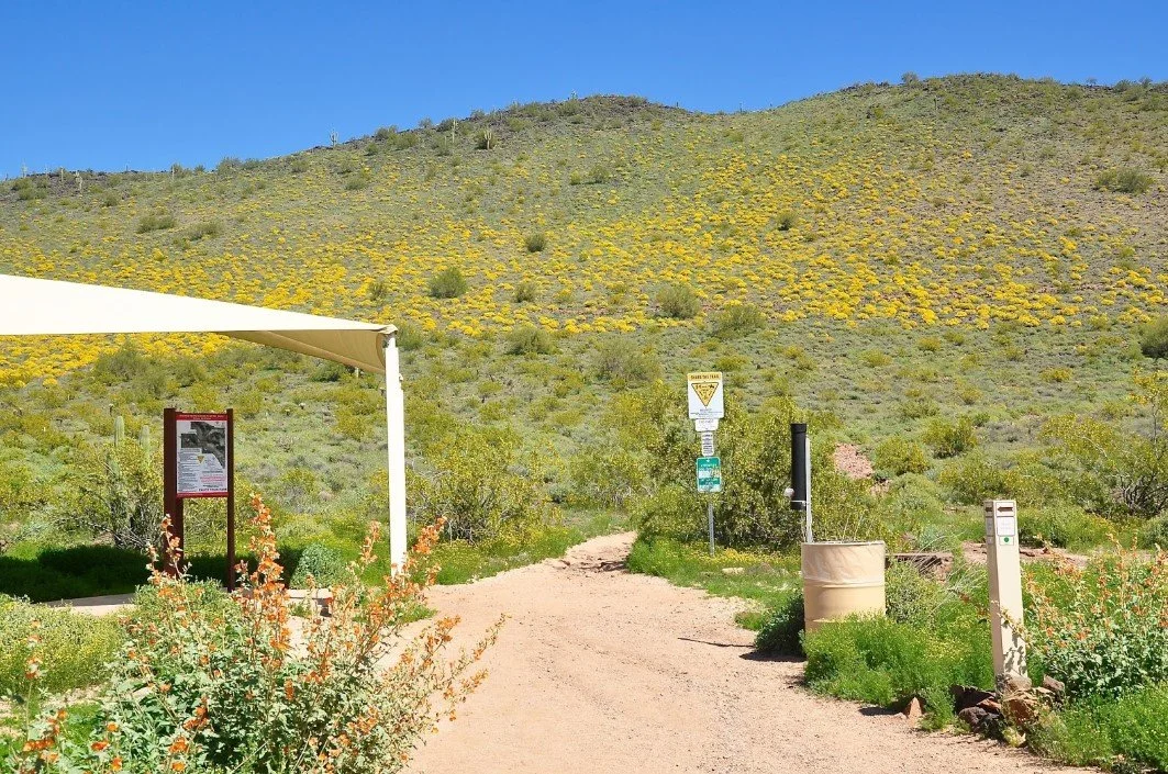 Desert hiking trail with plants, a trash can, signposts, and a hill covered in yellow flowers under a clear blue sky.