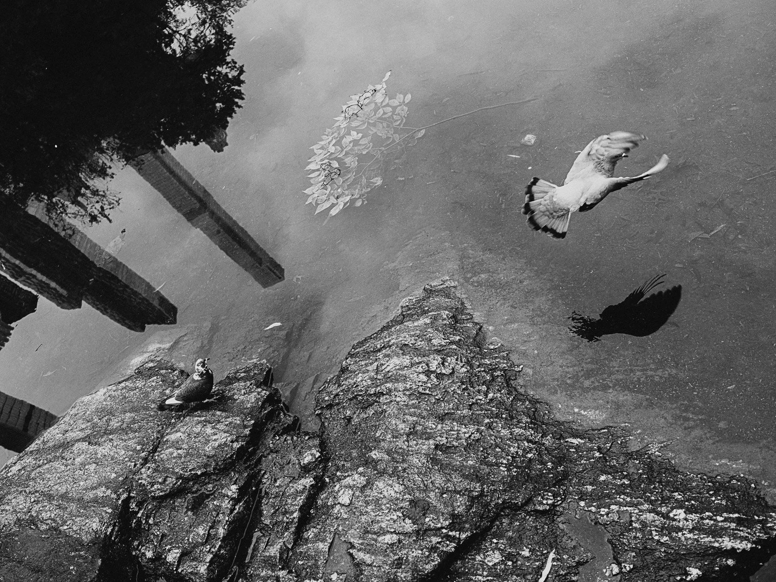 Strolling Central Park in NYC, 2025