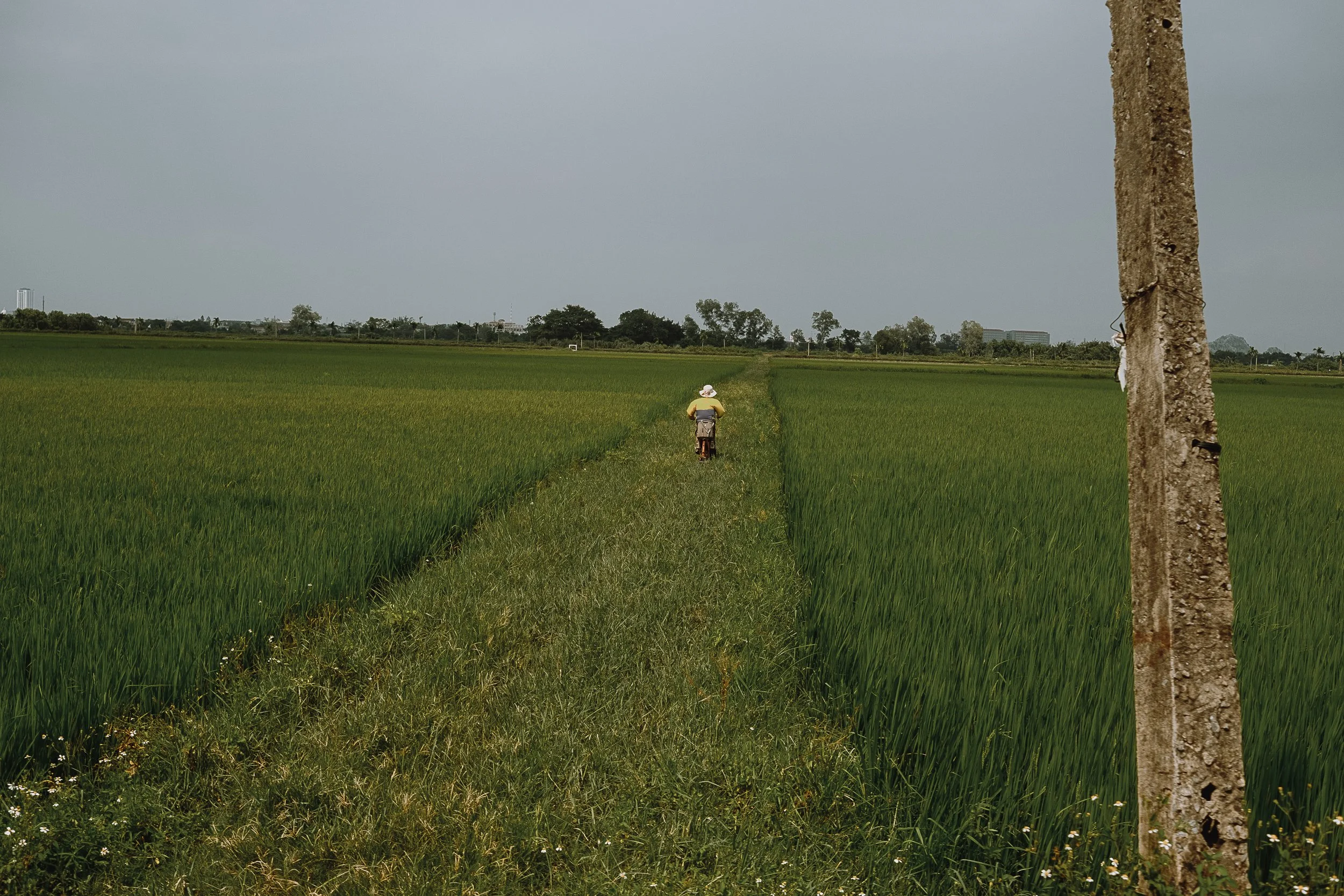 Rice field in Vietnam, 2026
