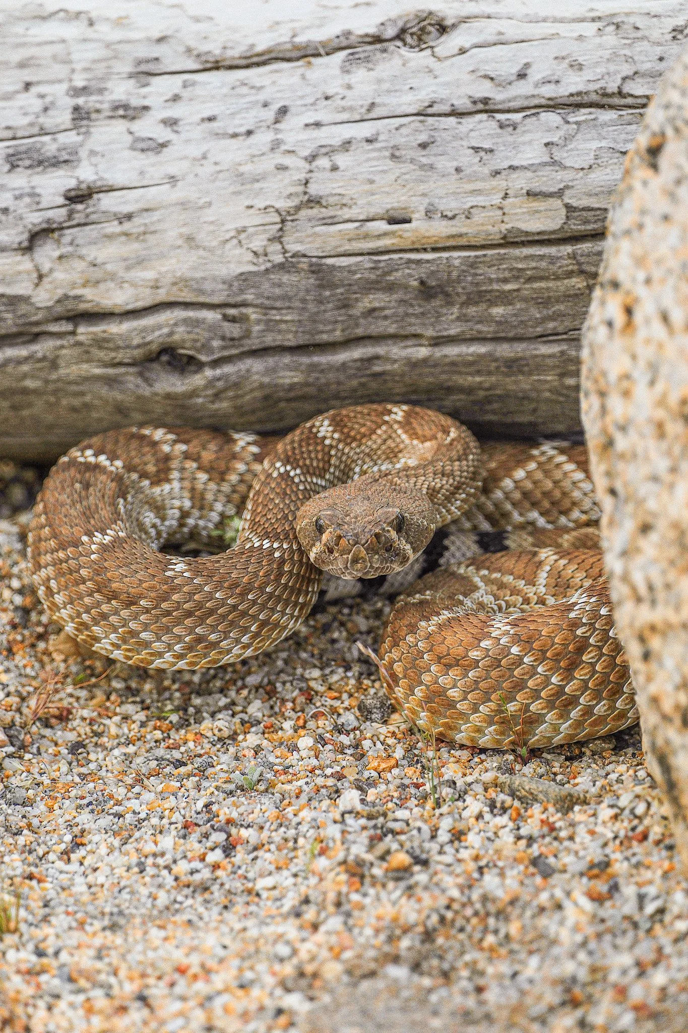 FullSizeRender_VSCO 3-2.jpg