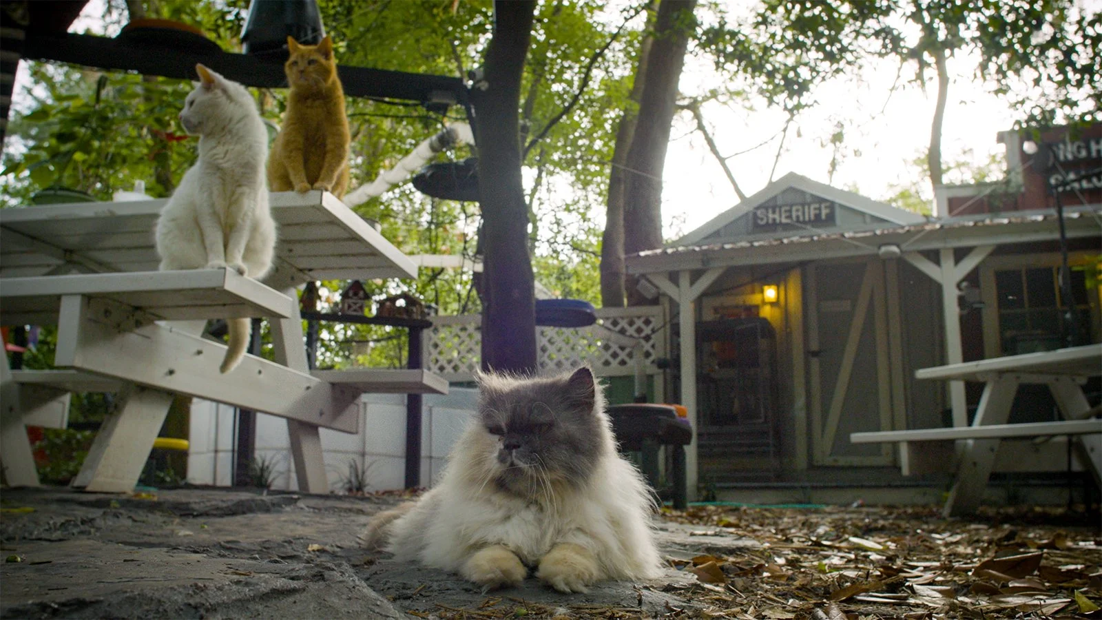 Cat Town, USA: Tenth Life