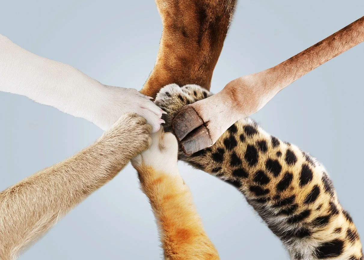 Collaboration vs Teaming: The Dynamics of Working Together