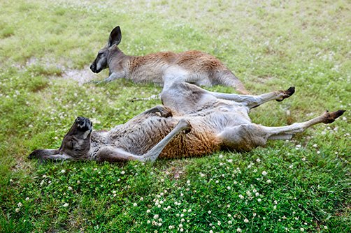 Developing Sustainability Teams for Climate Leadership