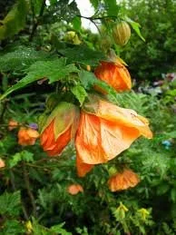 Abutilon Orange