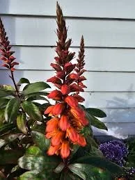 Isoplexus carariensis - Canary Island Foxglove