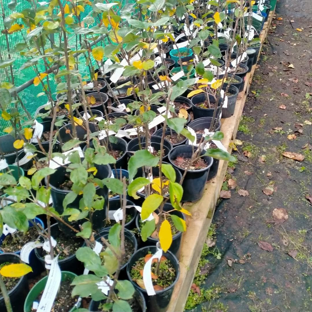 Potted fruit trees all ready to go to their new homes! Pick up or delivery. Trees can be shipped potted or bare rooted.  Lots of varieties to choose from! Eating, cooking, cider, juice, dessert... Something for everyone. 
Hop on over to the website t