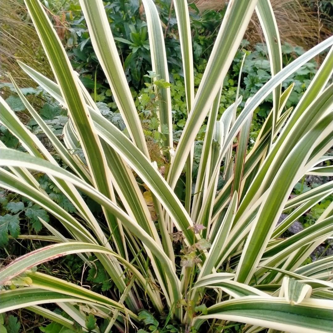 I'm loving the winter texture and colour that's coming forth as the perennials and annuals die away.. 
#wingatuihomestead #foodforestgarden #colourfulgarden