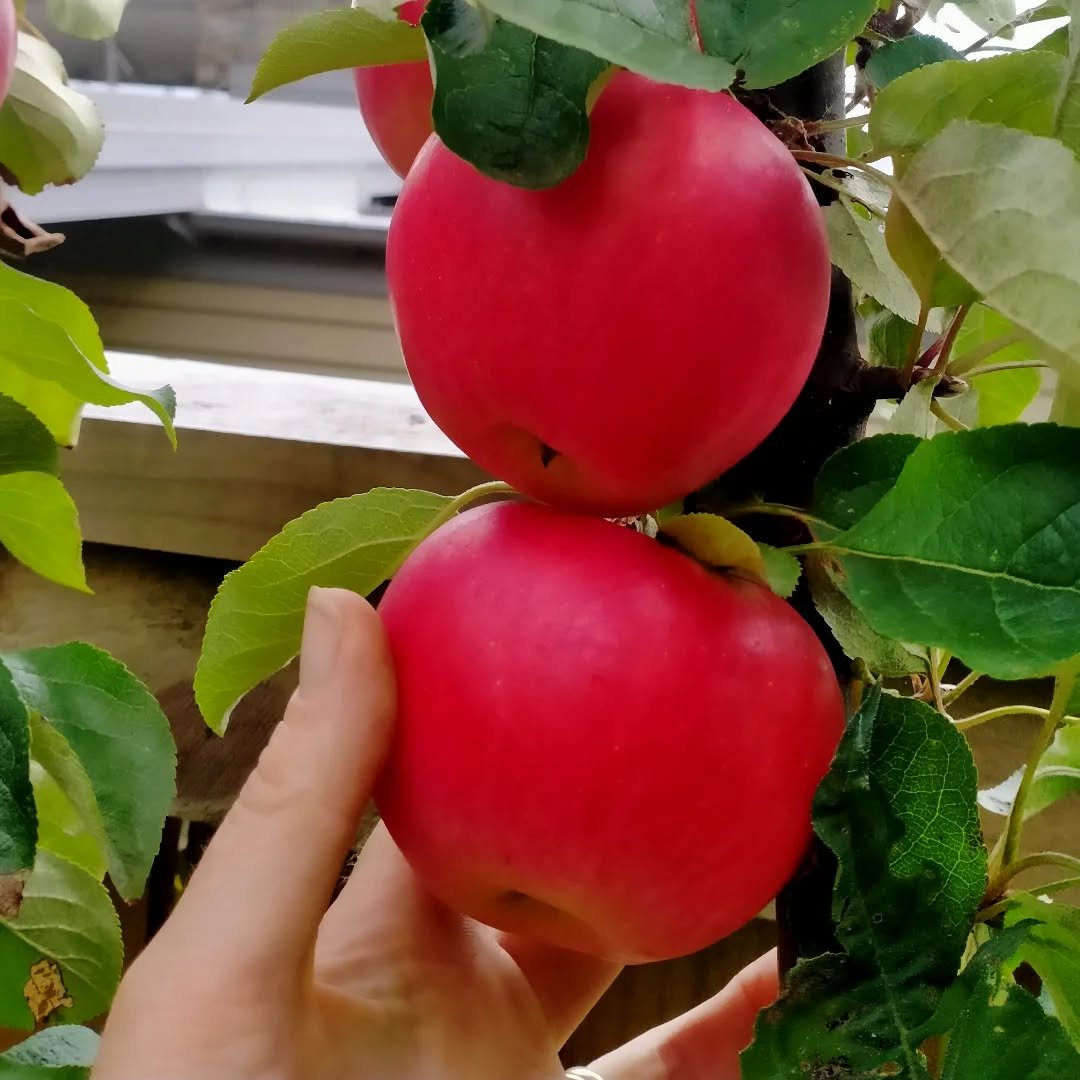 After 4 years this wee beauty has produced some fabulous looking apples this year! Early, bright red, tangy, sweet and juicy! Akane aka Tokyo surprise is a fabulous dehydrating and eating apple. Just look at that colour. (No filter!) Teemed up with t