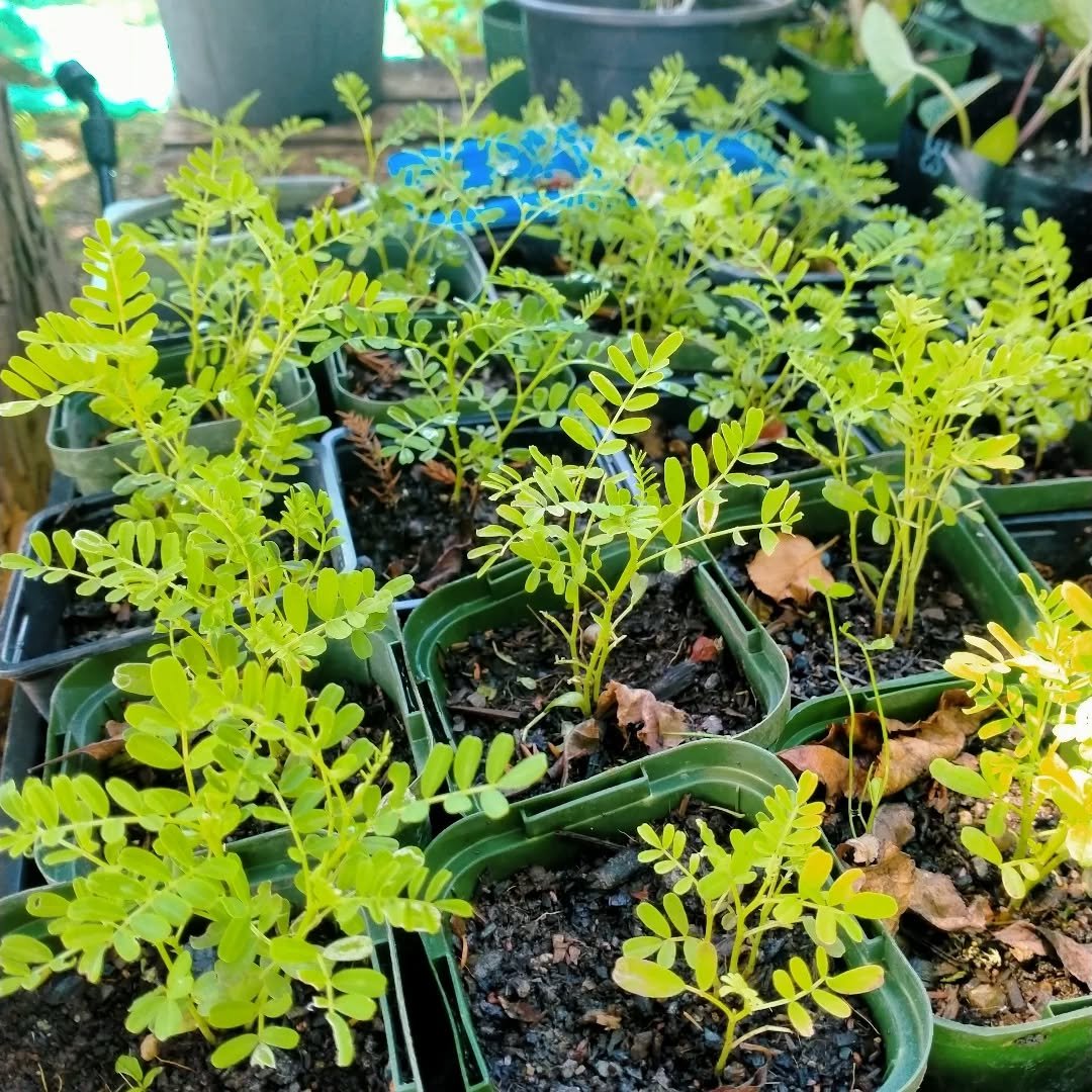 So I have my first garden tour tomorrow.... I'm excited but also very nervous.... Have been furiously potting things up to offer for sale and tidying up for weeks already. About as ready as I'll ever be... The garden is looking good. Lots of fruit on