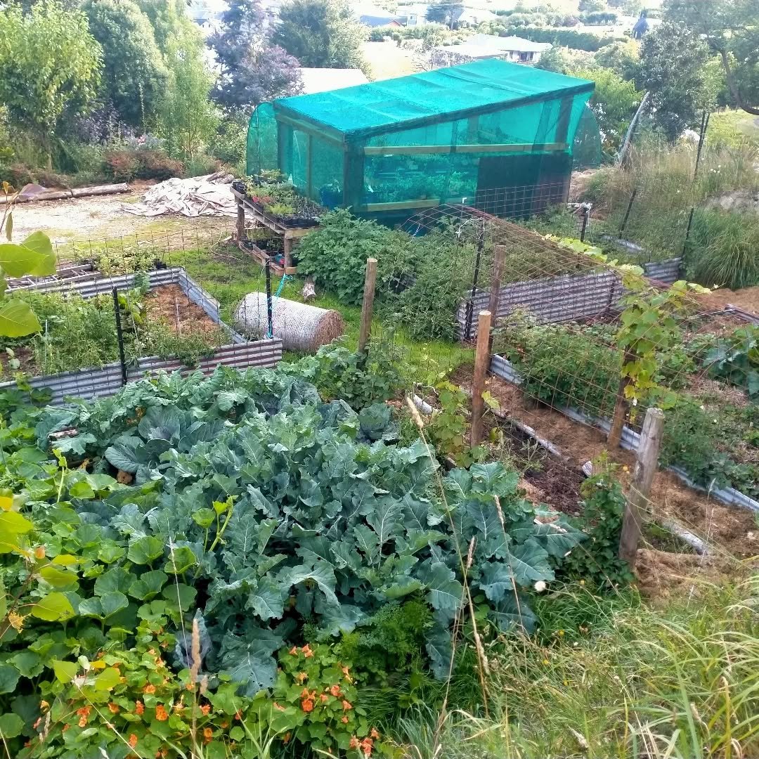 The top vege patch has gone a bit nuts... The brassicas are really enjoying the Lucerne mulch but alas the white cabbage months have found them! But not to worry. Tonight I was lucky enough to see a predator wasp in action! Landed on a big fat caterp