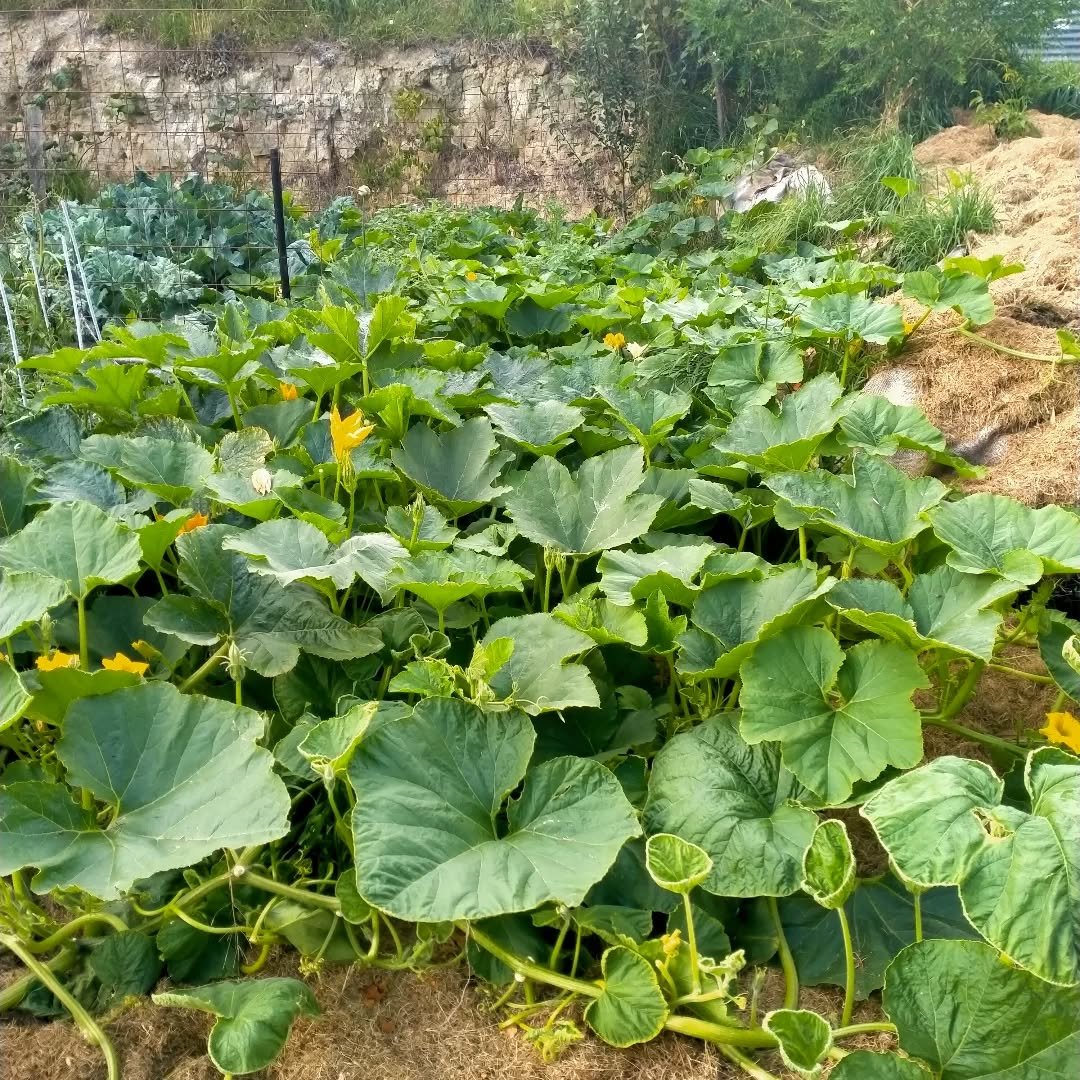Some of you may remember a while ago I posted a layered compost heap made from weeds... Well this is the result.. pumpkins have gone mental! Waiting to see what forms in this late strange season were having... Bit so far looking promising. Turning we