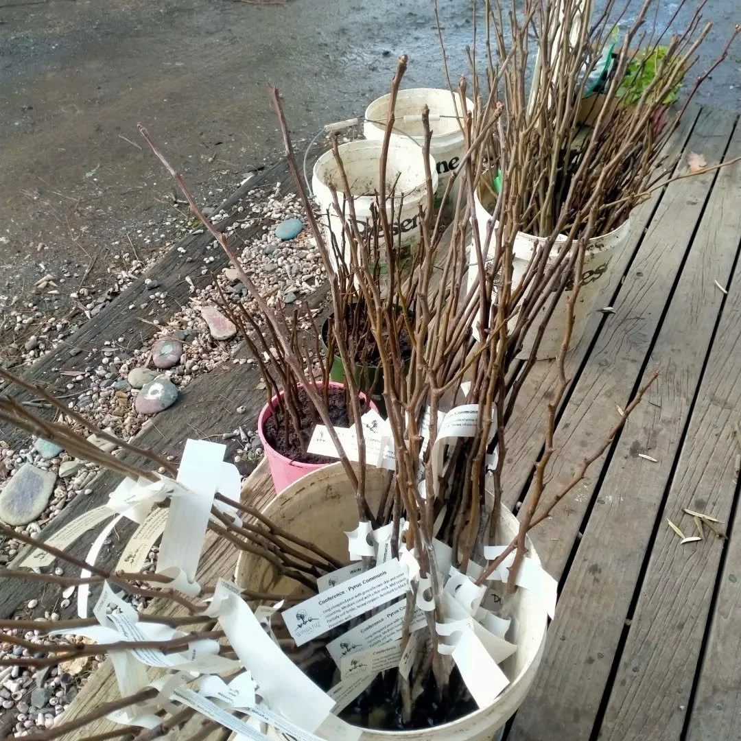 Pear grafting for 2025 done and dusted!! Good feeling to get it done. Pears can be a little trickier as you need an interstem to graft most varieties into a quince root-stock. I use both doyenne du commice and beurre hardy as my interstems. Some tree