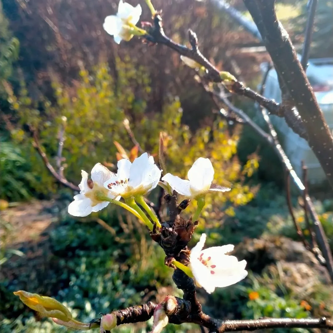 This nashi pear thinks it's spring! Is it yet? Surely not yet?? This year has gone by so fast and spring really feels right around the corner. Spring is one of my favorite times of year. Everything awakening anew from it's winter sleep. What do you l